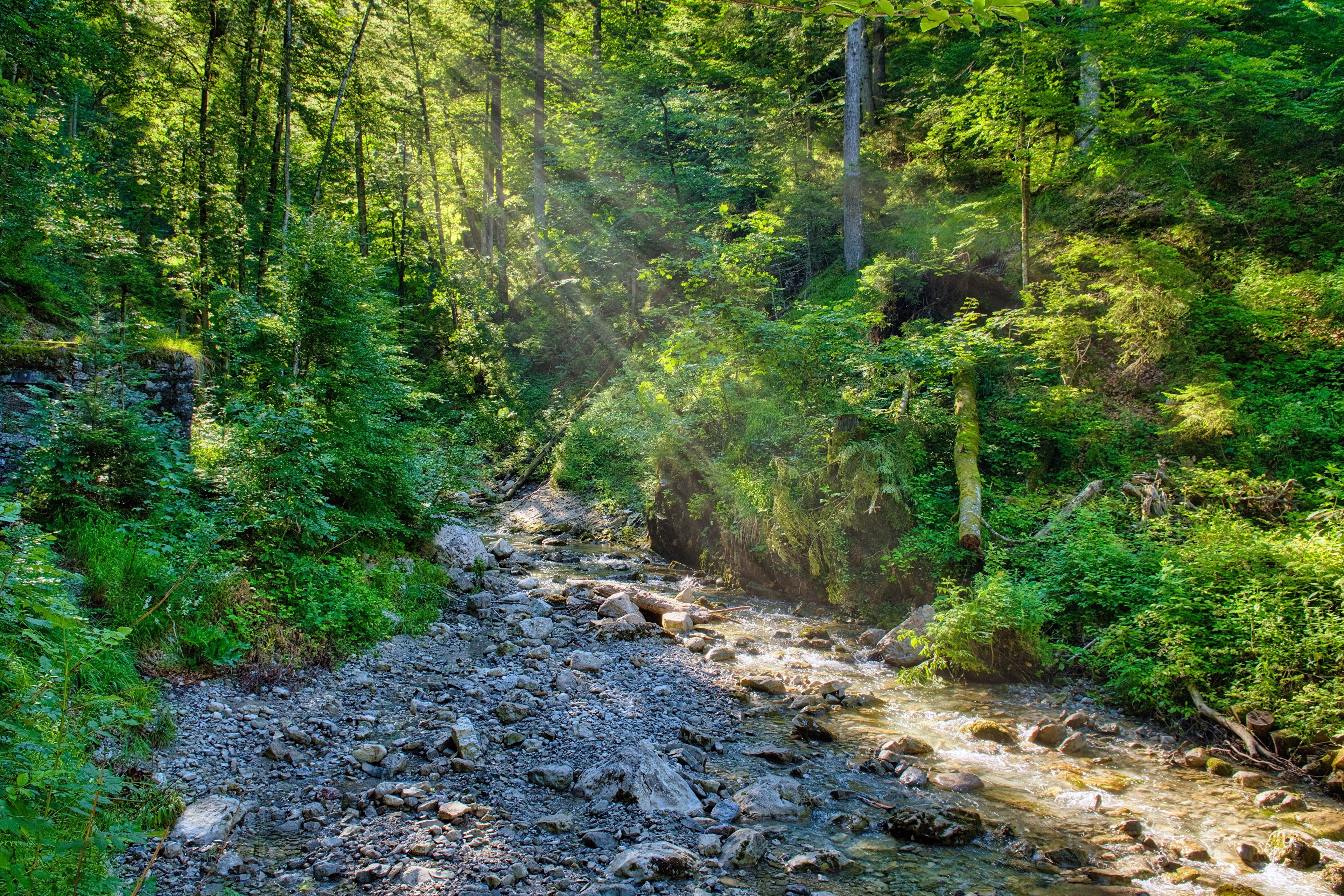 Sunlight streams through a forest onto a rocky stream HD Wallpaper