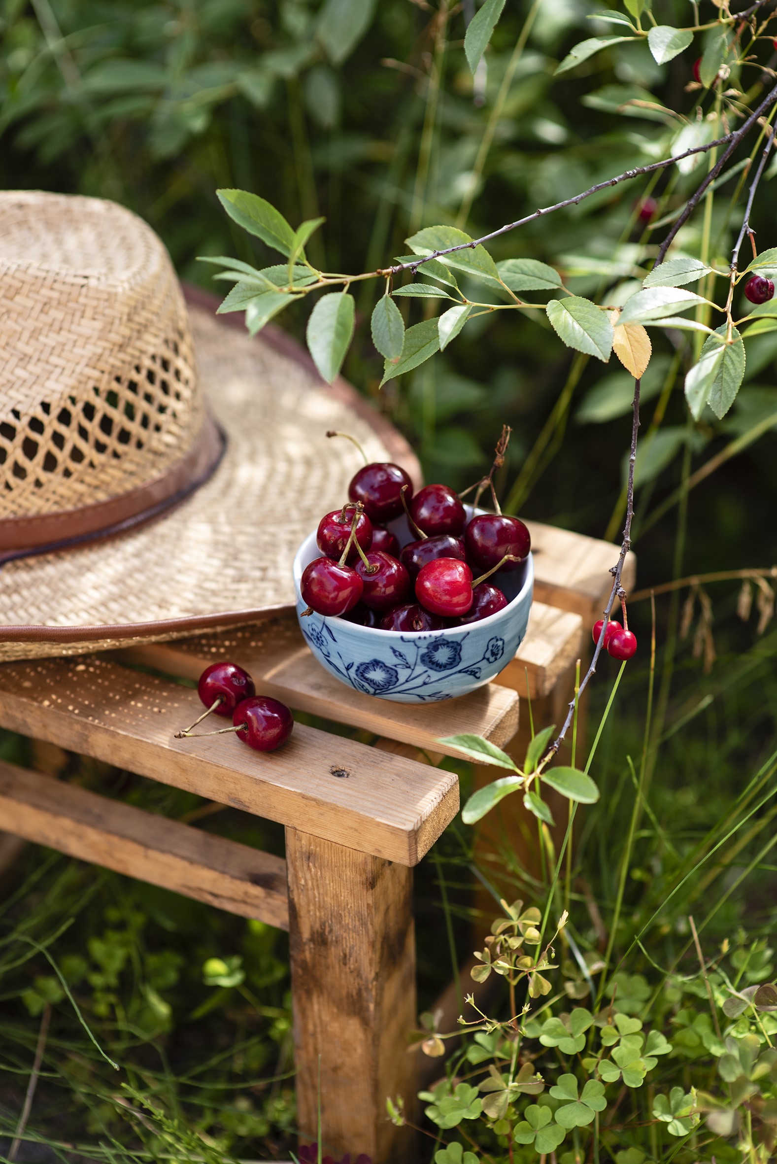 Cherries in a bowl on a wooden bench with a straw hat HD Phone Wallpaper