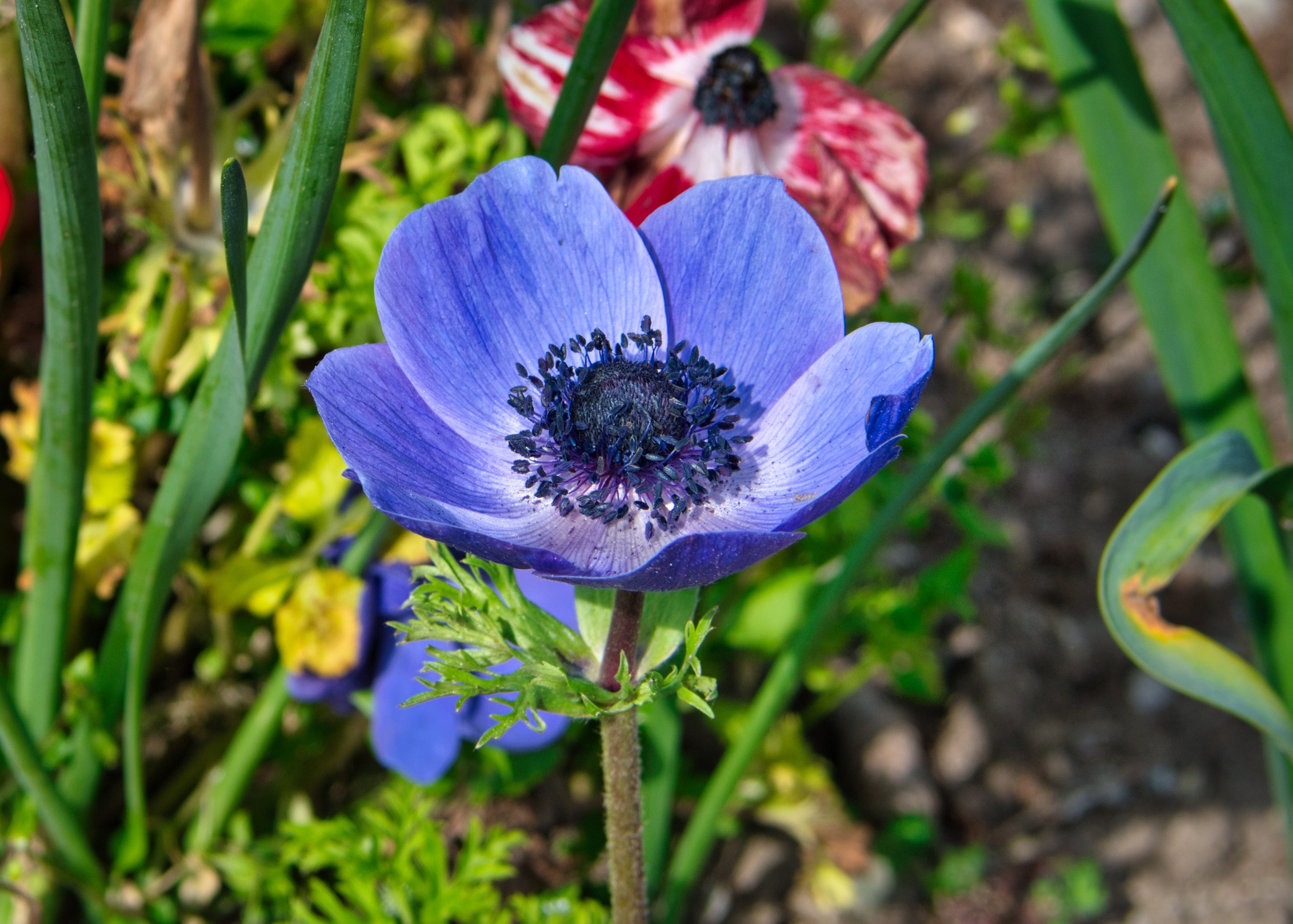 Blue Anemone flower with red and white anemones in background HD Wallpaper