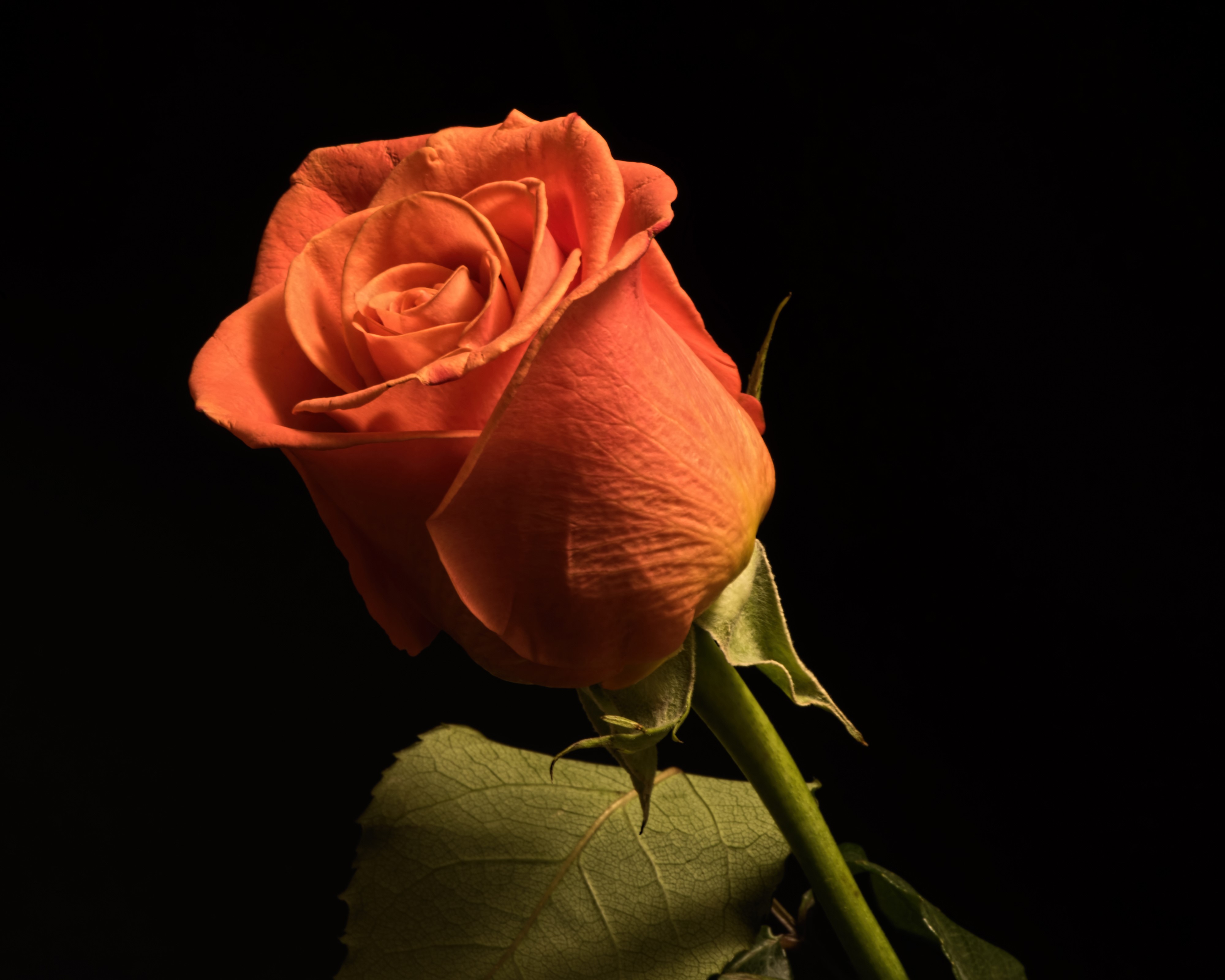 Orange Rose on Black Background HD Wallpaper