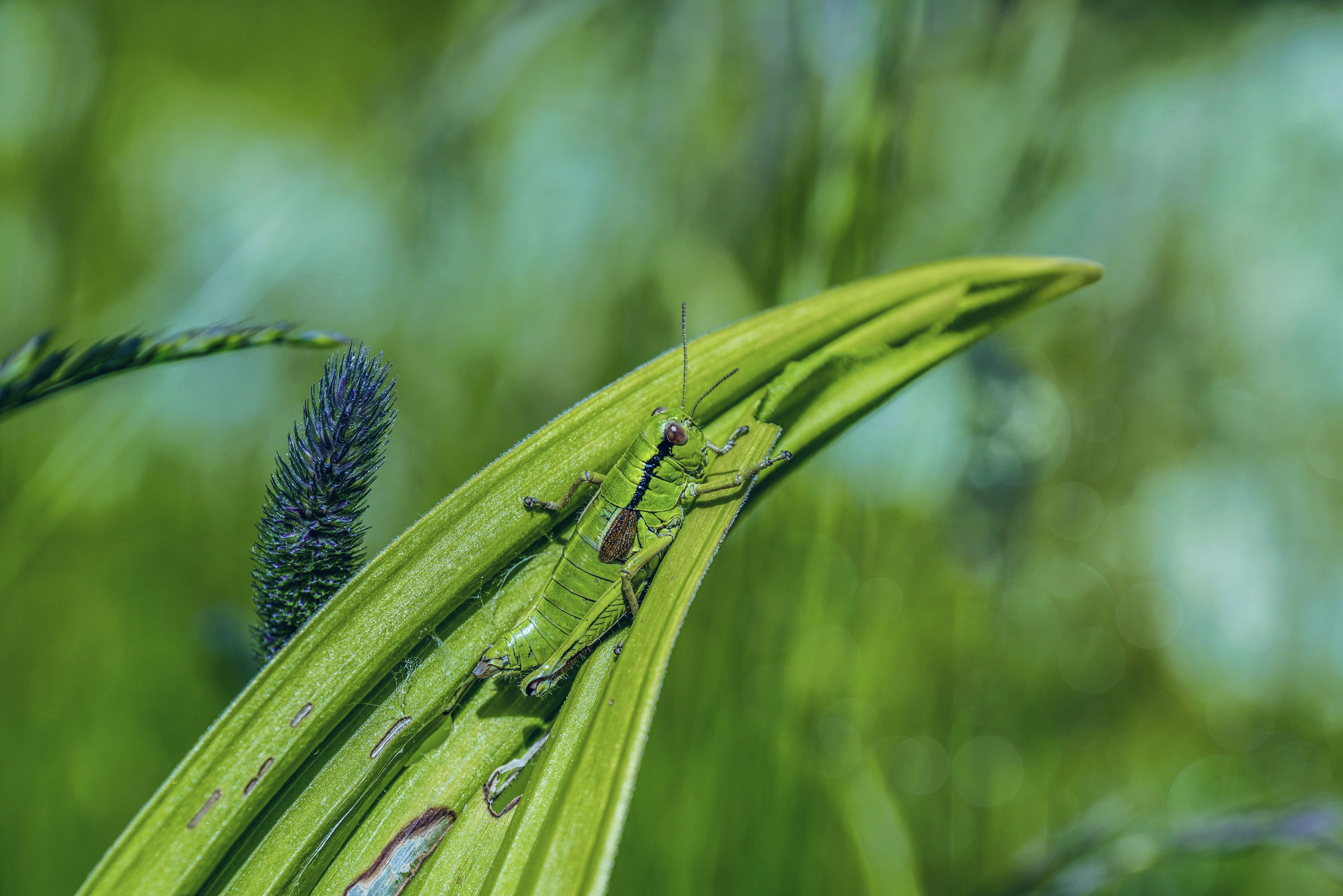 Green grasshopper on a blade of grass with bokeh background HD Wallpaper