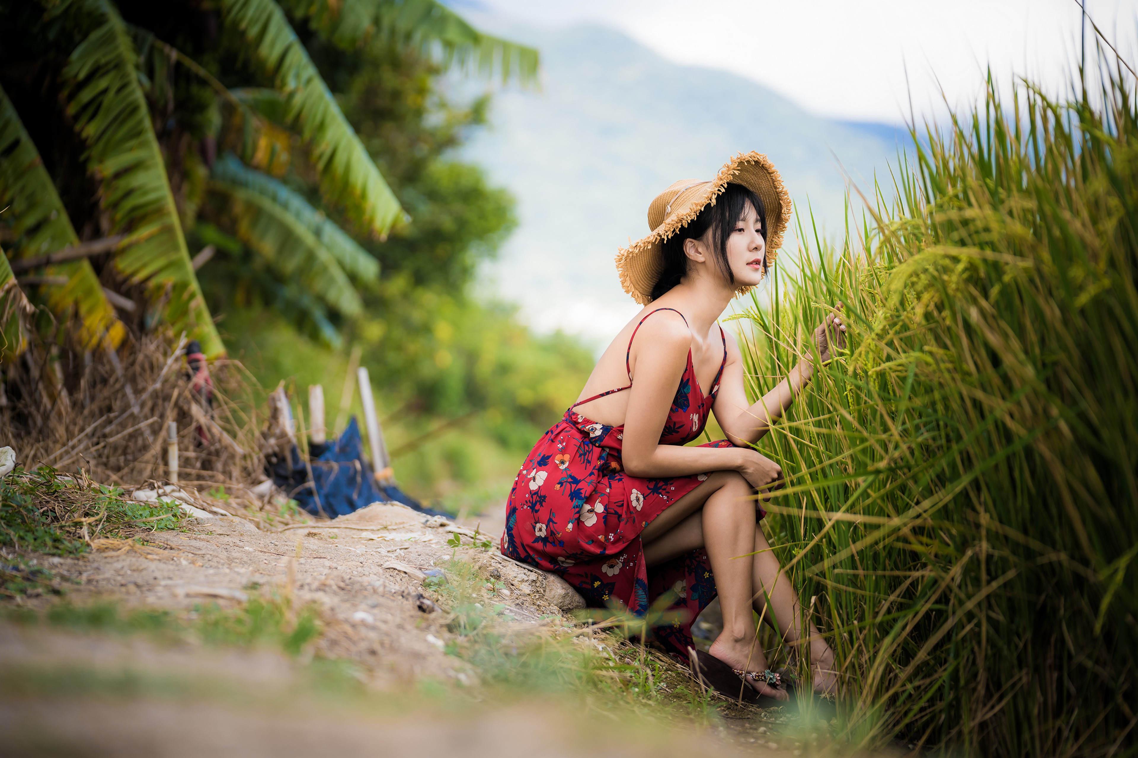 Asian woman in red dress and hat sitting in rice field HD Wallpaper
