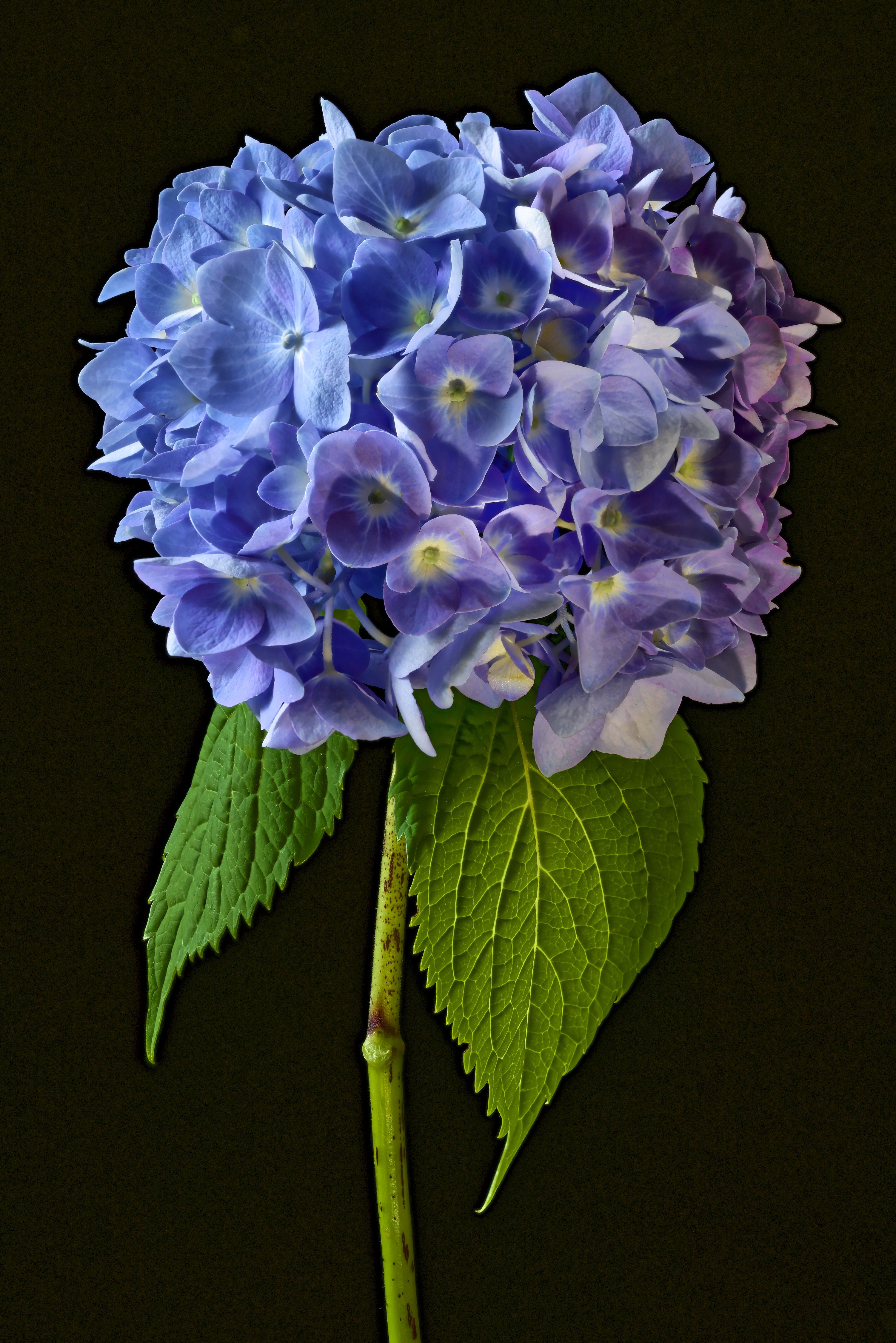 Blue Hydrangea flower with green leaves on black background HD Phone Wallpaper