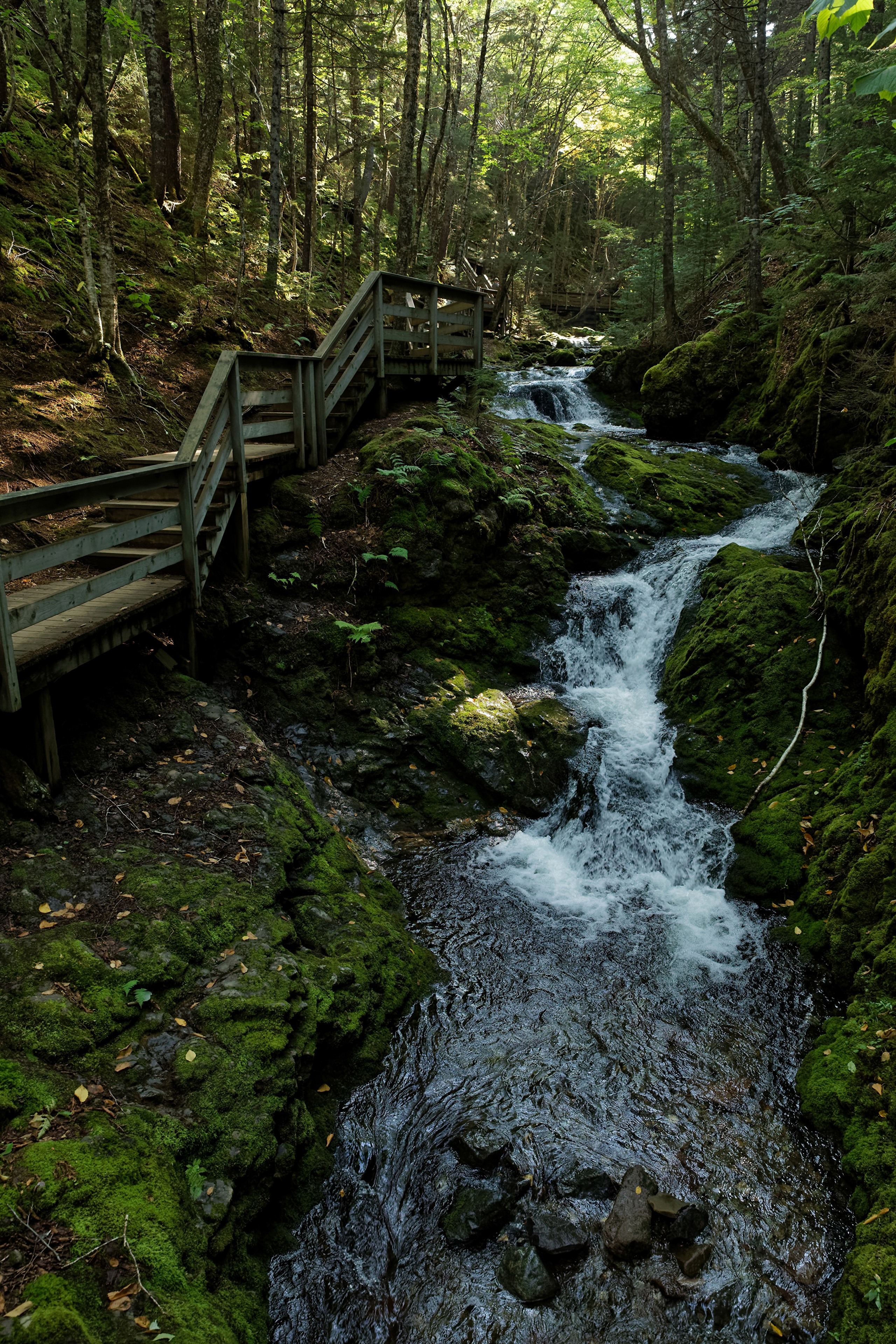 Wooden boardwalk and stairs beside a mossy stream in Fundy National Park HD Phone Wallpaper