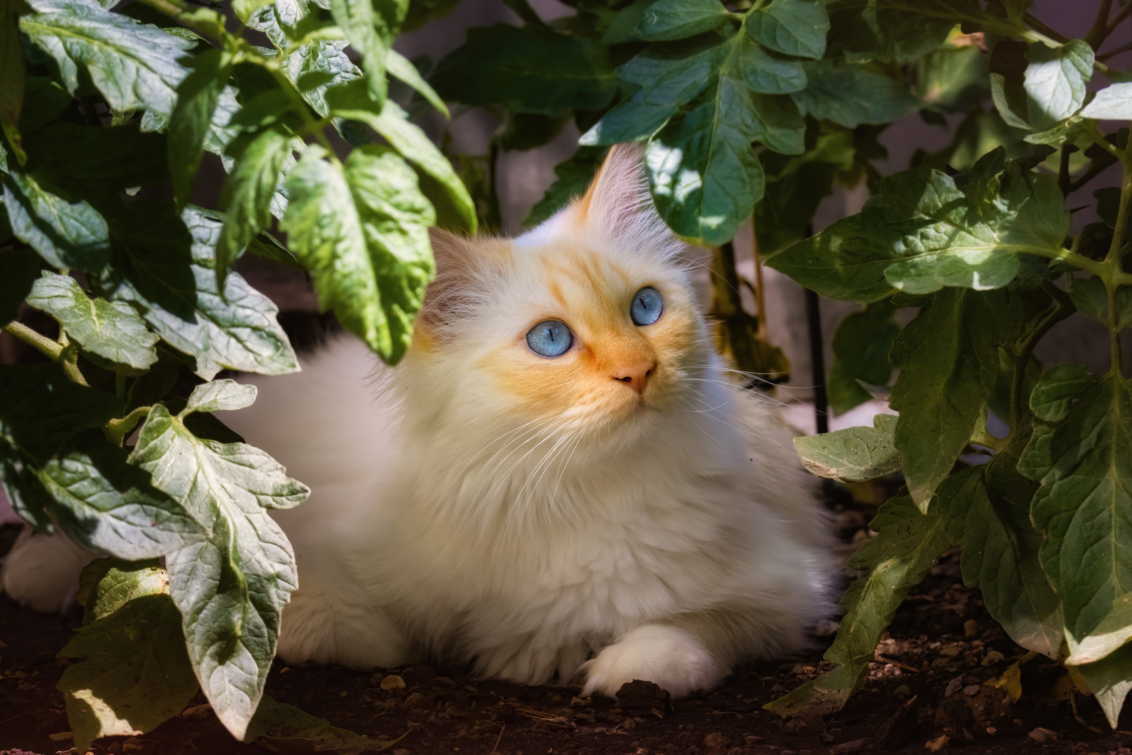 White cat with blue eyes among green leaves HD Wallpaper