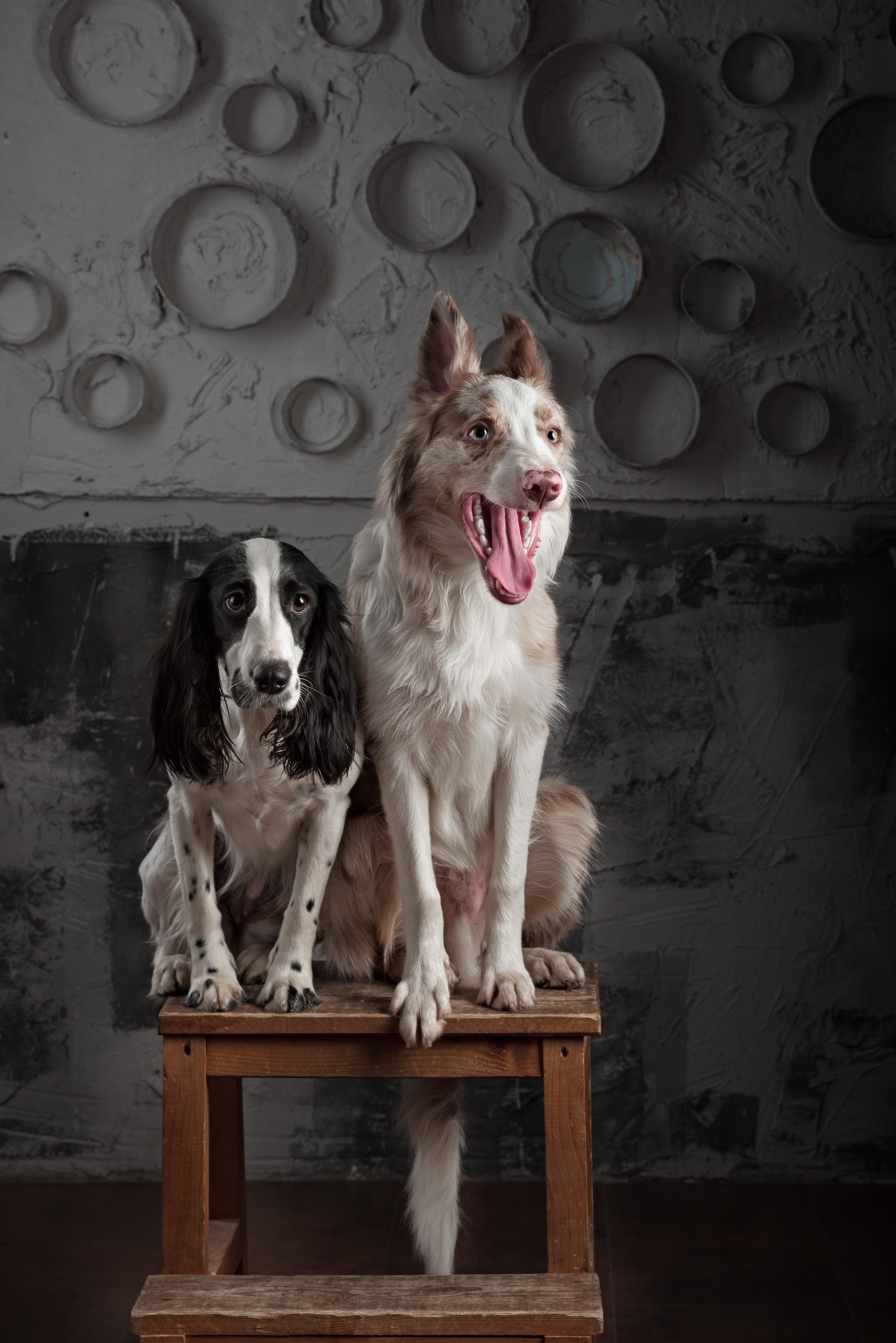 Two dogs, a Border Collie and a Spaniel, sitting on a stool HD Phone Wallpaper