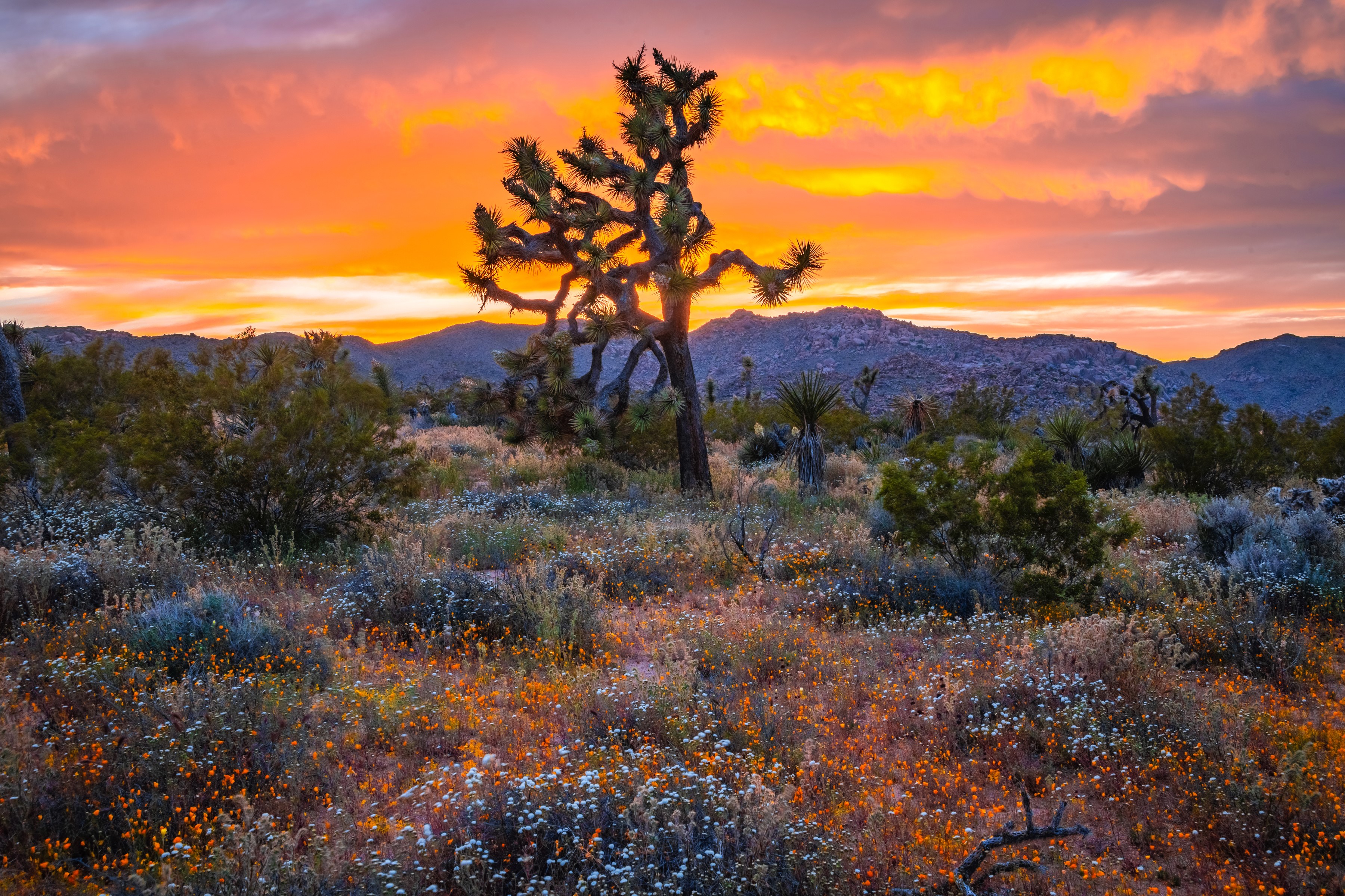 Joshua Tree National Park at Sunset with Wildflowers HD Wallpaper