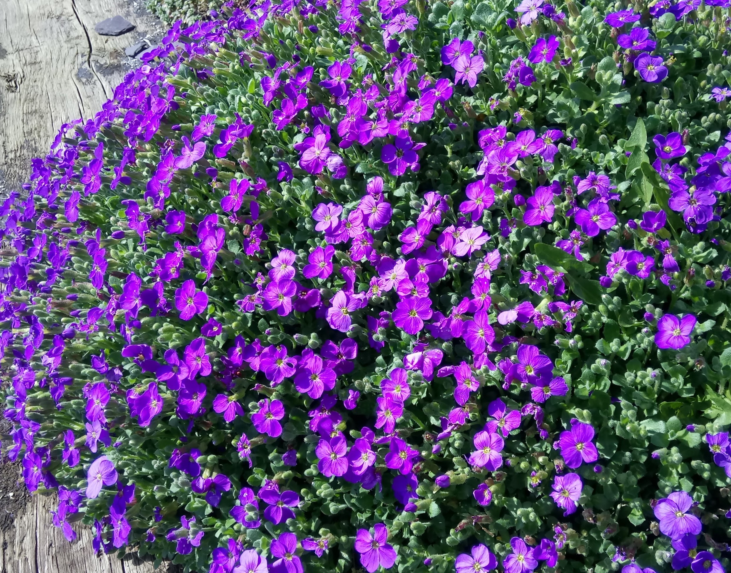 Purple Aubretia flowers covering the ground HD Wallpaper