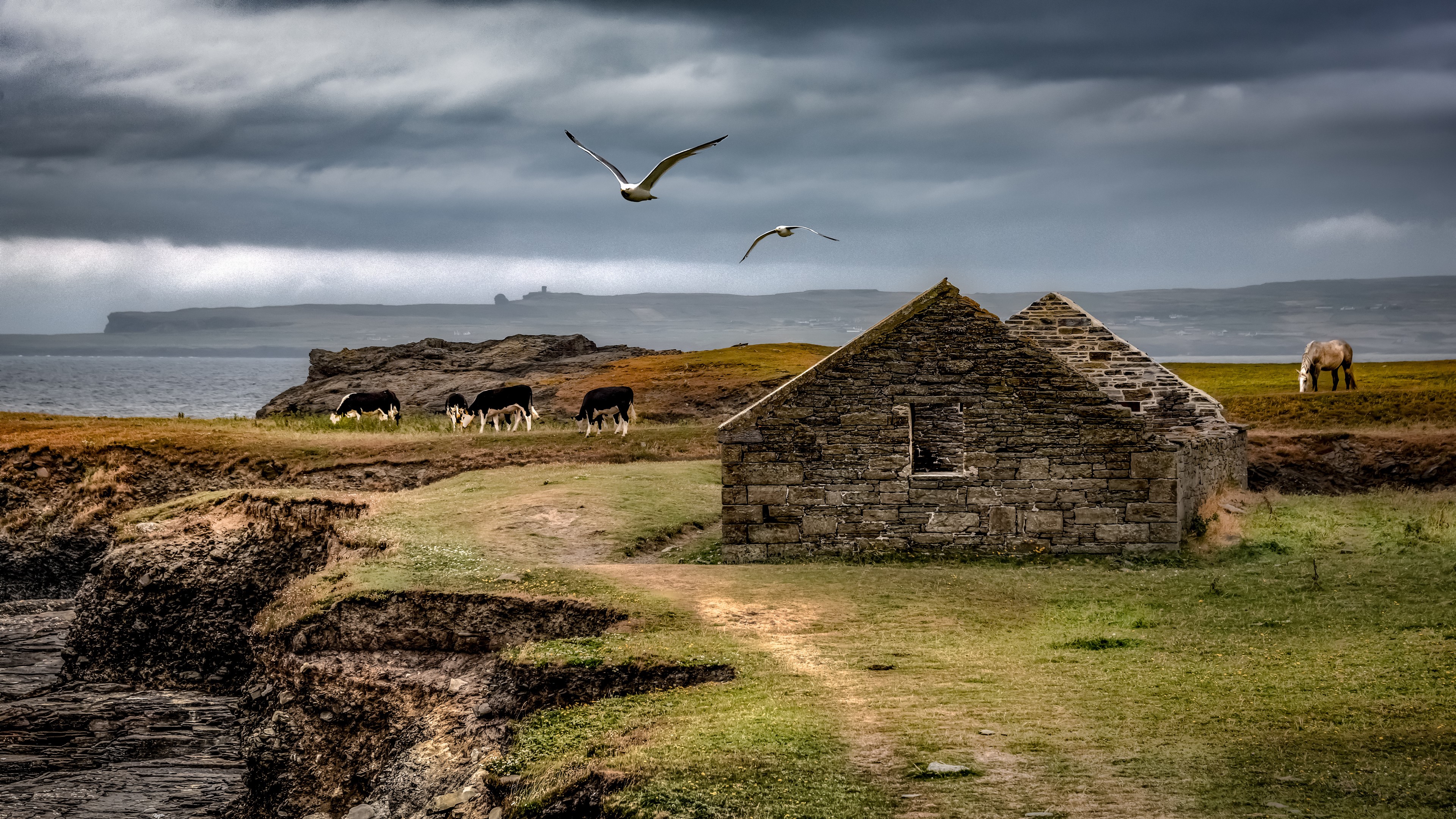 Ruined stone building on a grassy cliff with cows and birds HD Wallpaper