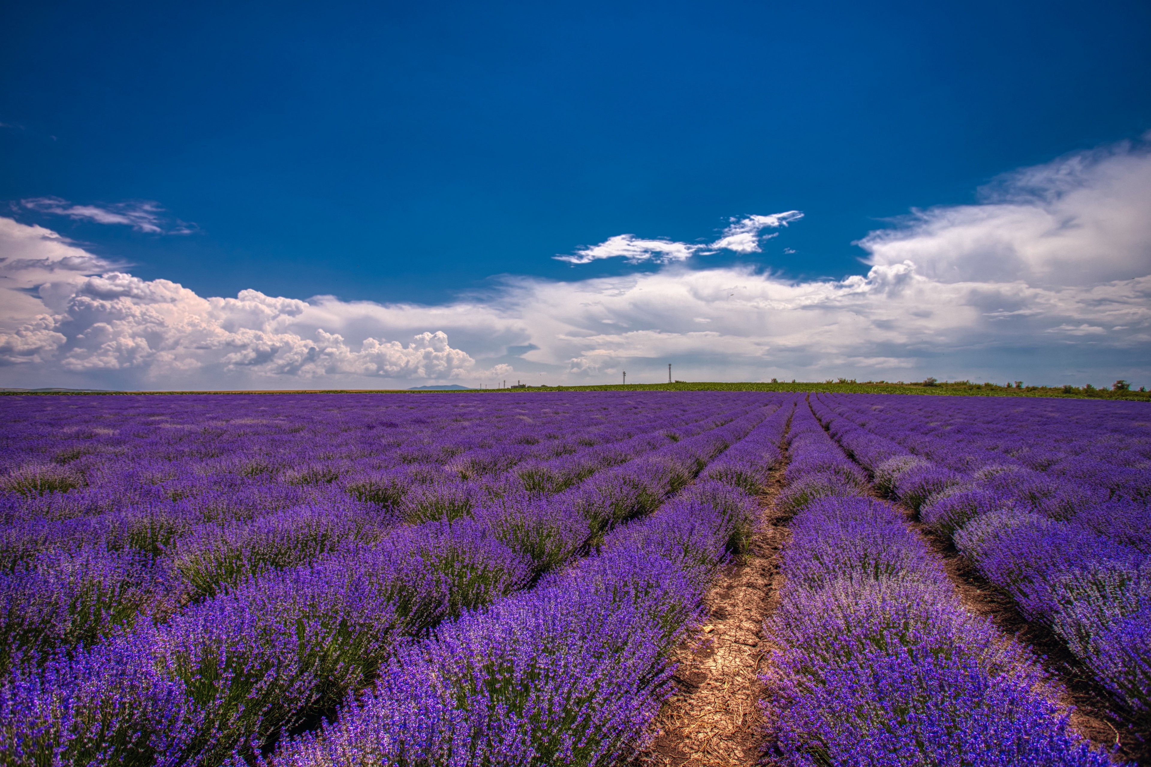 Lavender fields under a blue sky with clouds HD Wallpaper