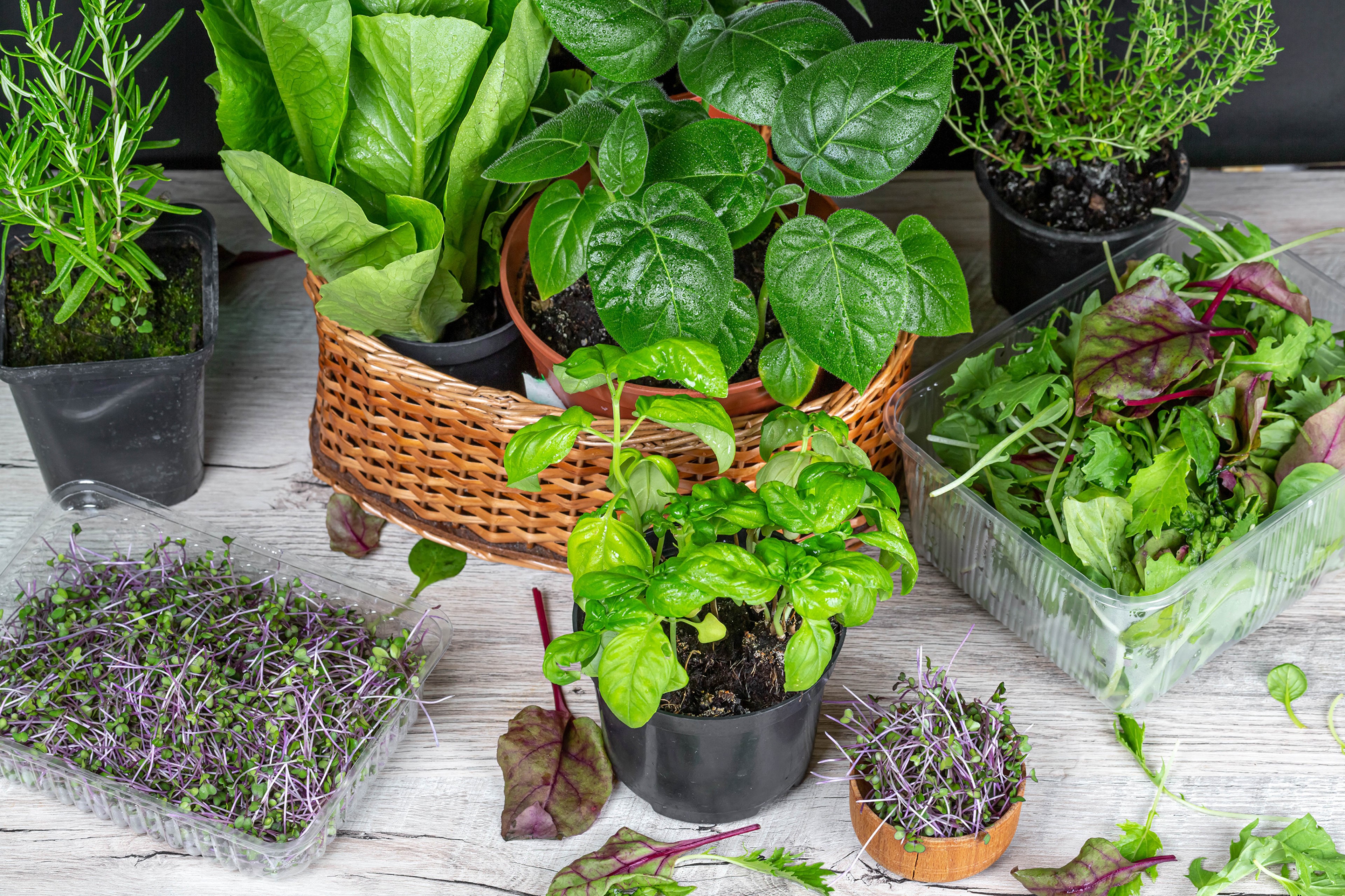 Assortment of fresh herbs and microgreens HD Wallpaper