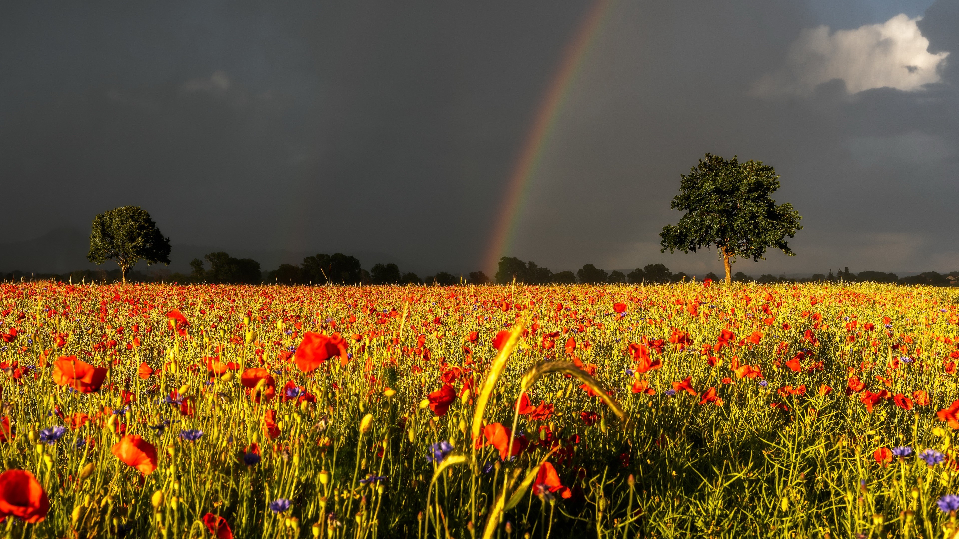 Field of Poppies with Rainbow and Thundercloud HD Wallpaper
