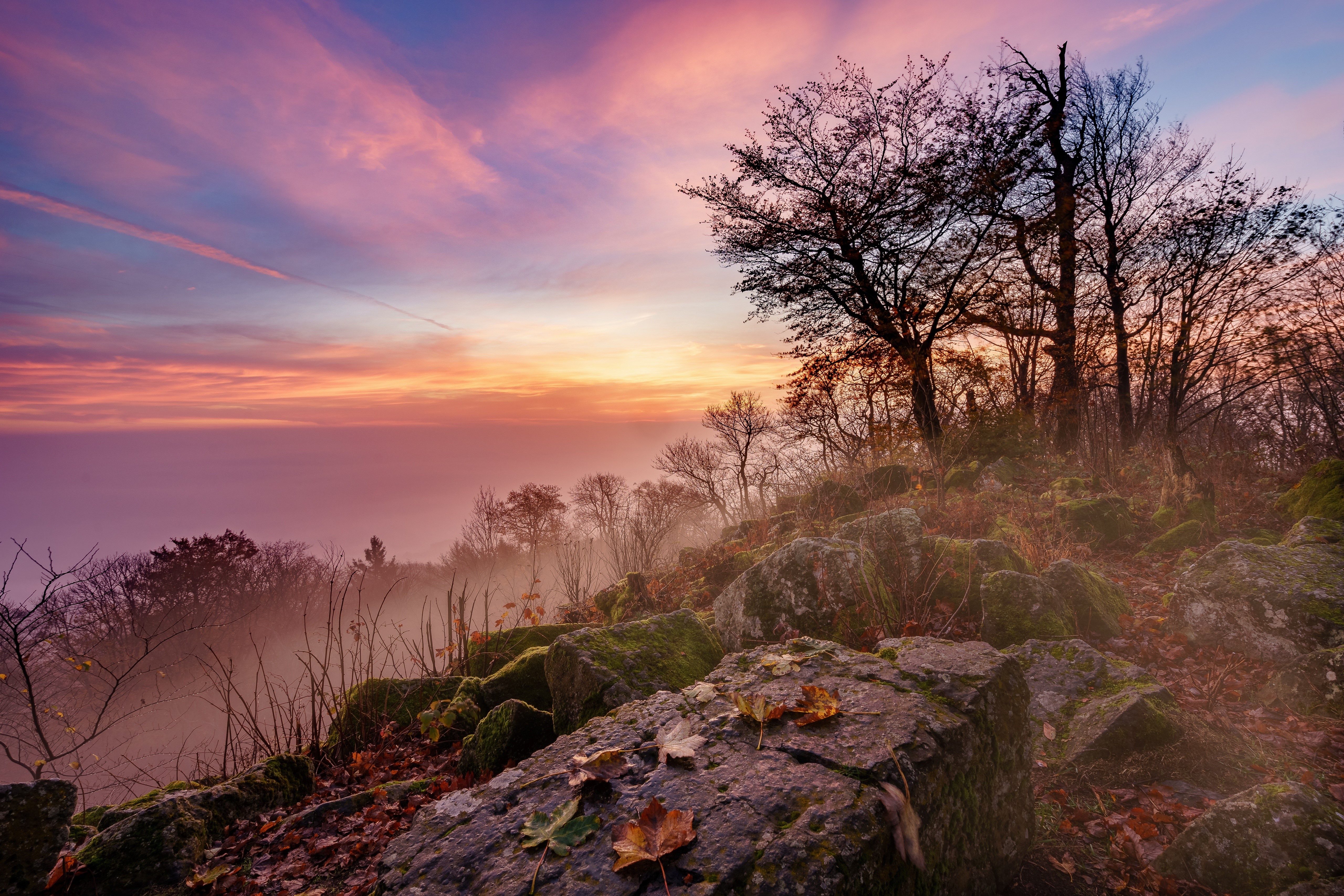 Sunrise over a misty forest with rocks and trees HD Wallpaper