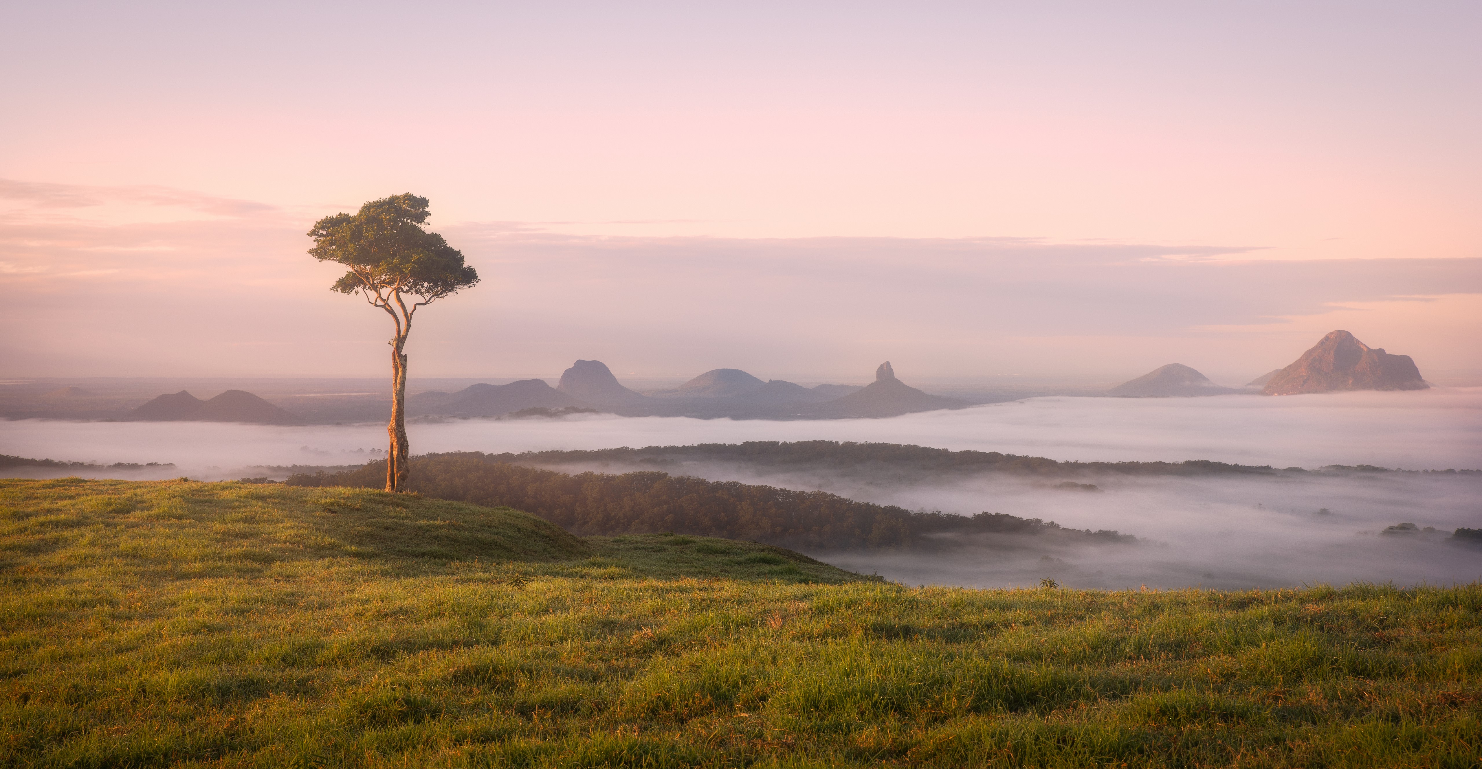 Lone tree on a hill overlooking foggy mountains in Maleny, Australia HD Wallpaper