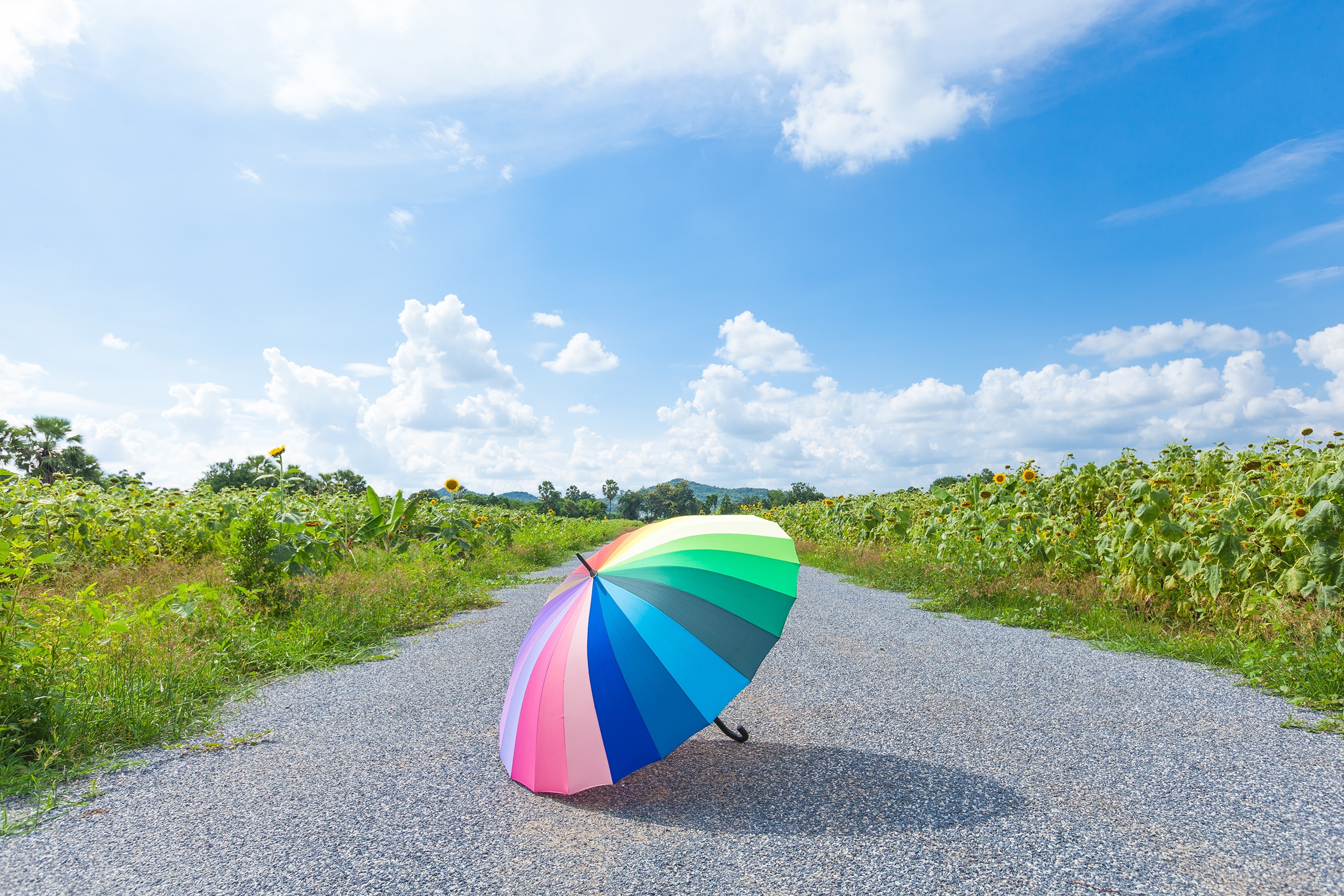 Rainbow umbrella on a gravel road with sunflowers HD Wallpaper