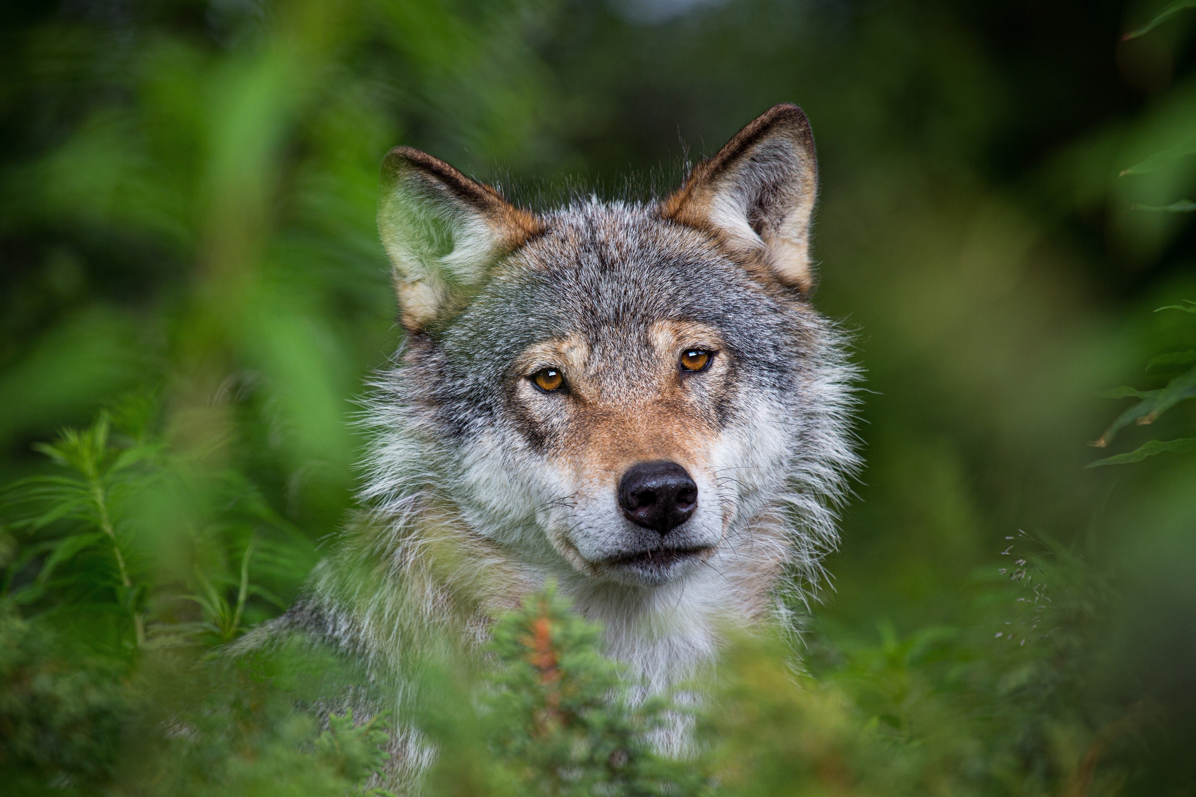 Wolf head in green foliage HD Wallpaper
