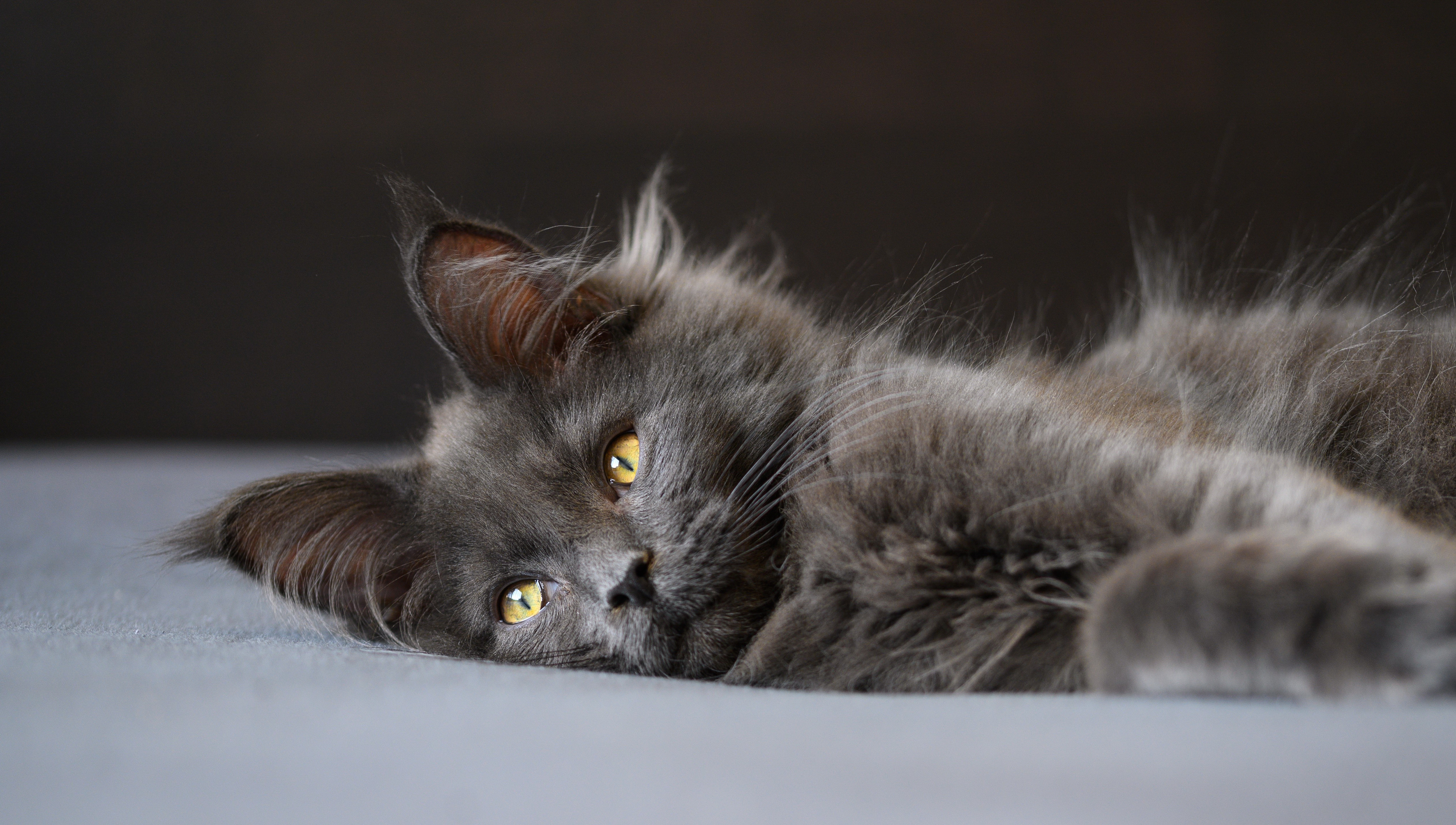 Grey Maine Coon Cat Lying Down HD Wallpaper