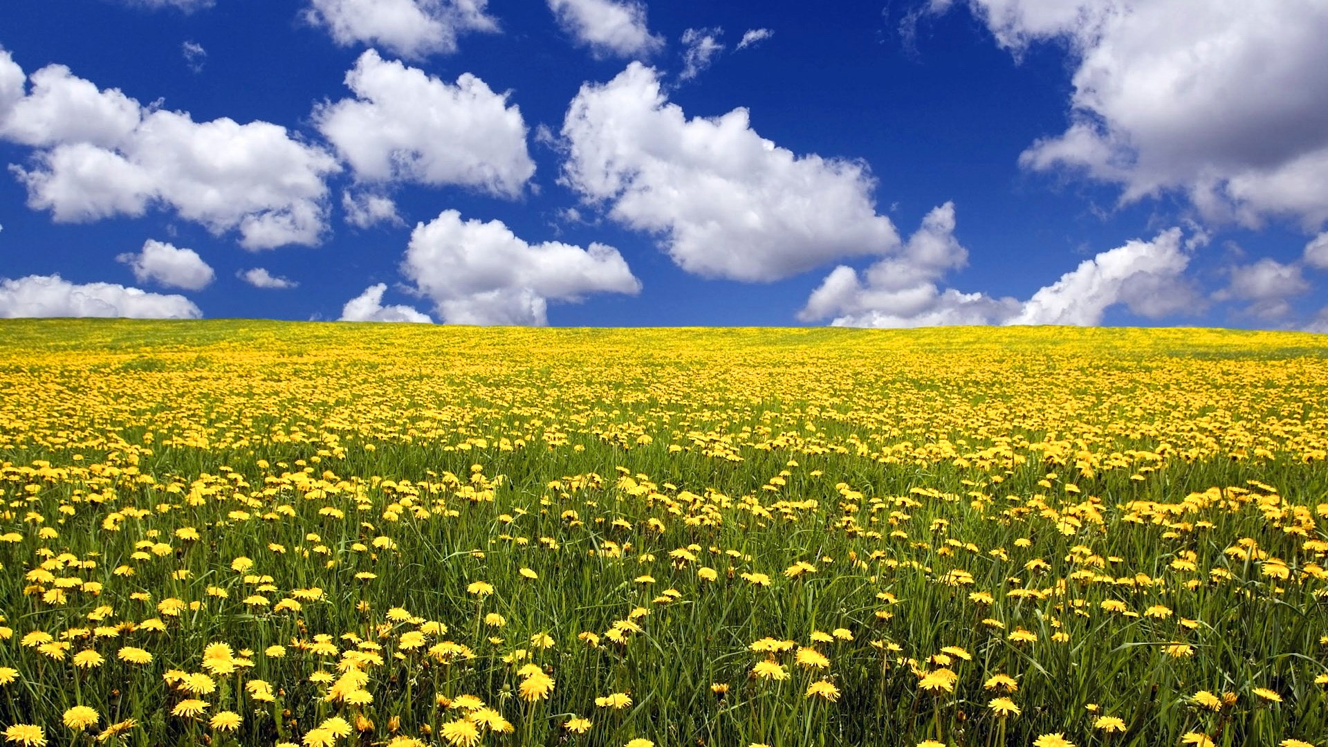 A field of yellow flowers under a blue sky HD Wallpaper