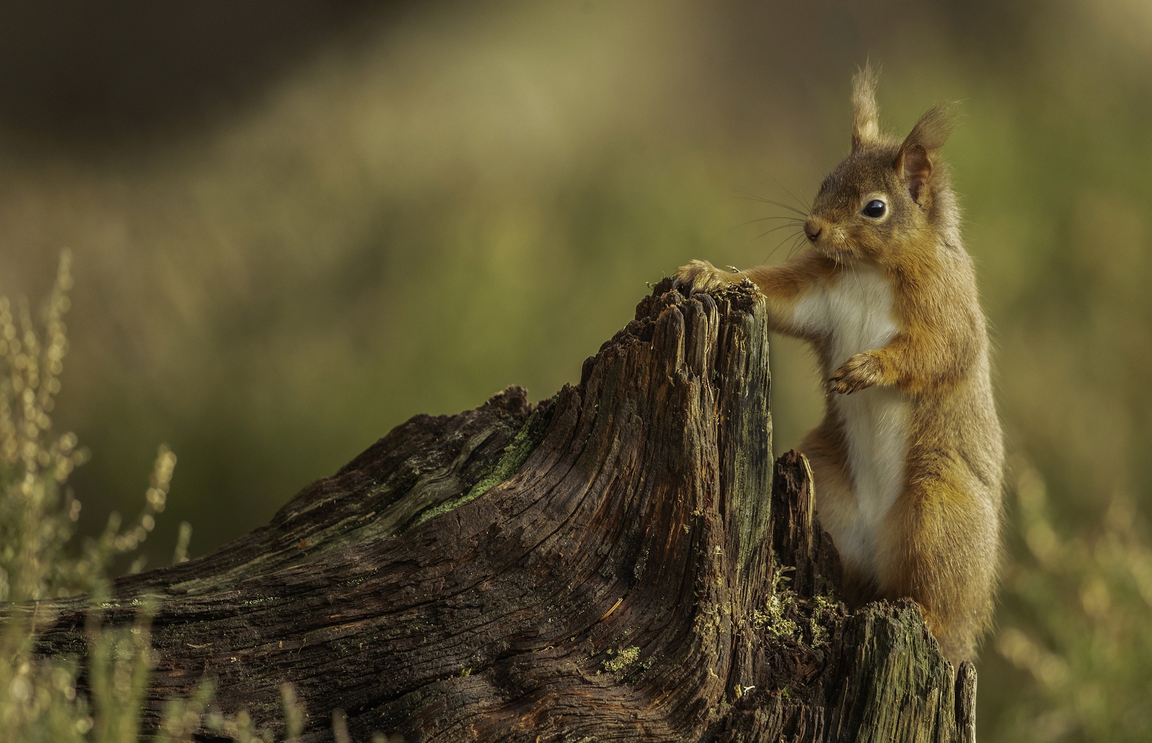 Red Squirrel on a Tree Stump HD Wallpaper