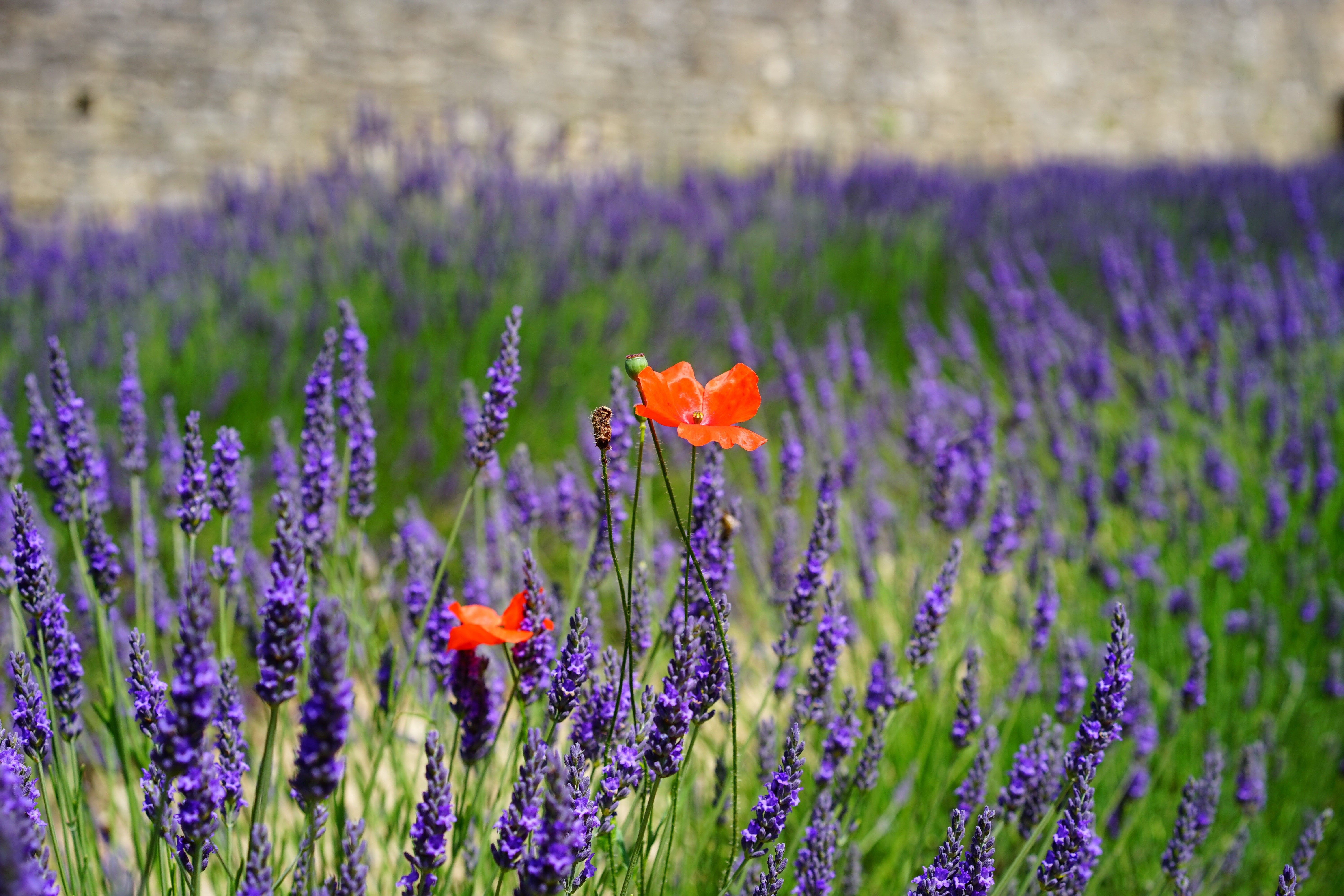 Lavender field with poppies and stone wall HD Wallpaper