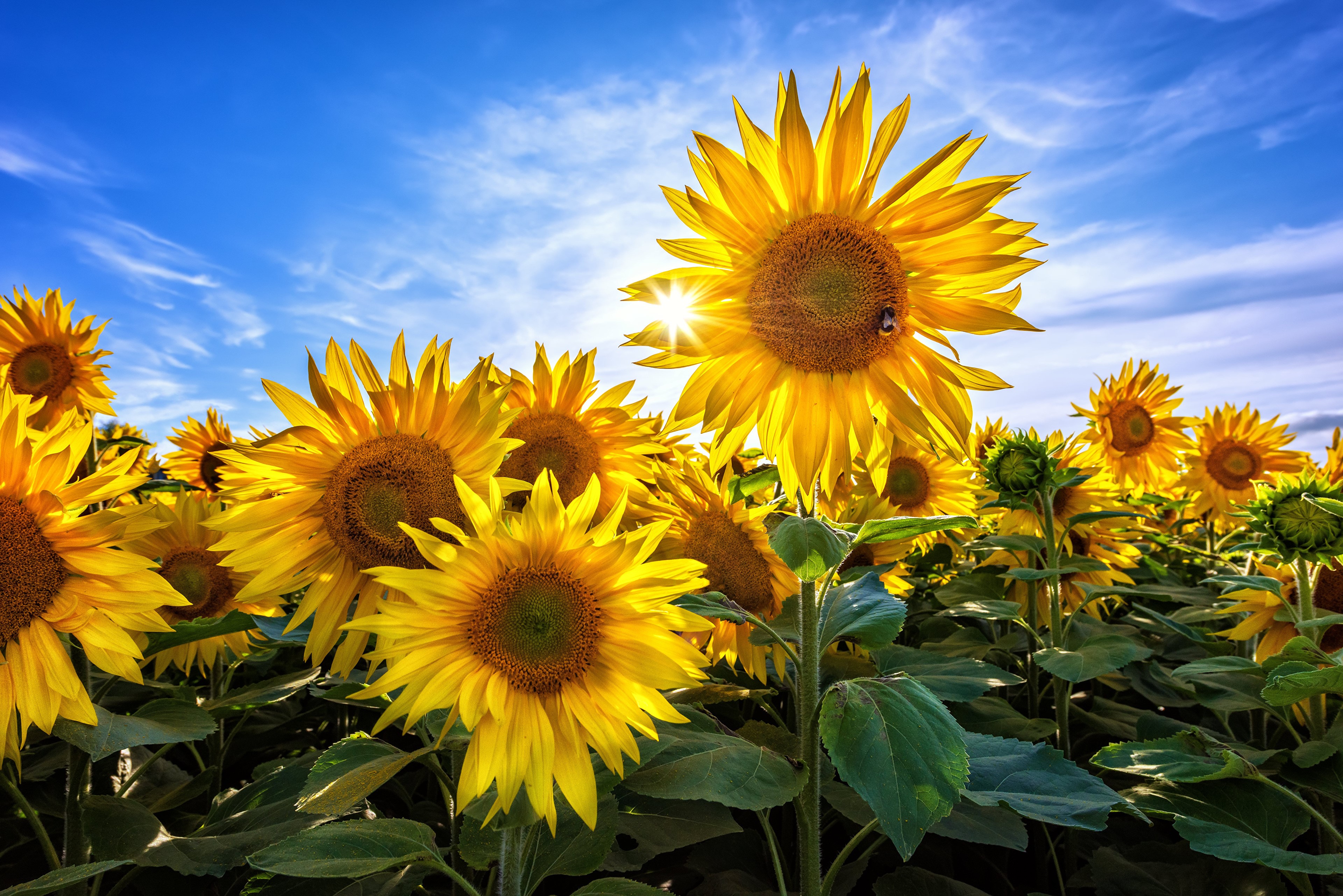 4K Sunflowers Field Under Blue Sky HD Wallpaper