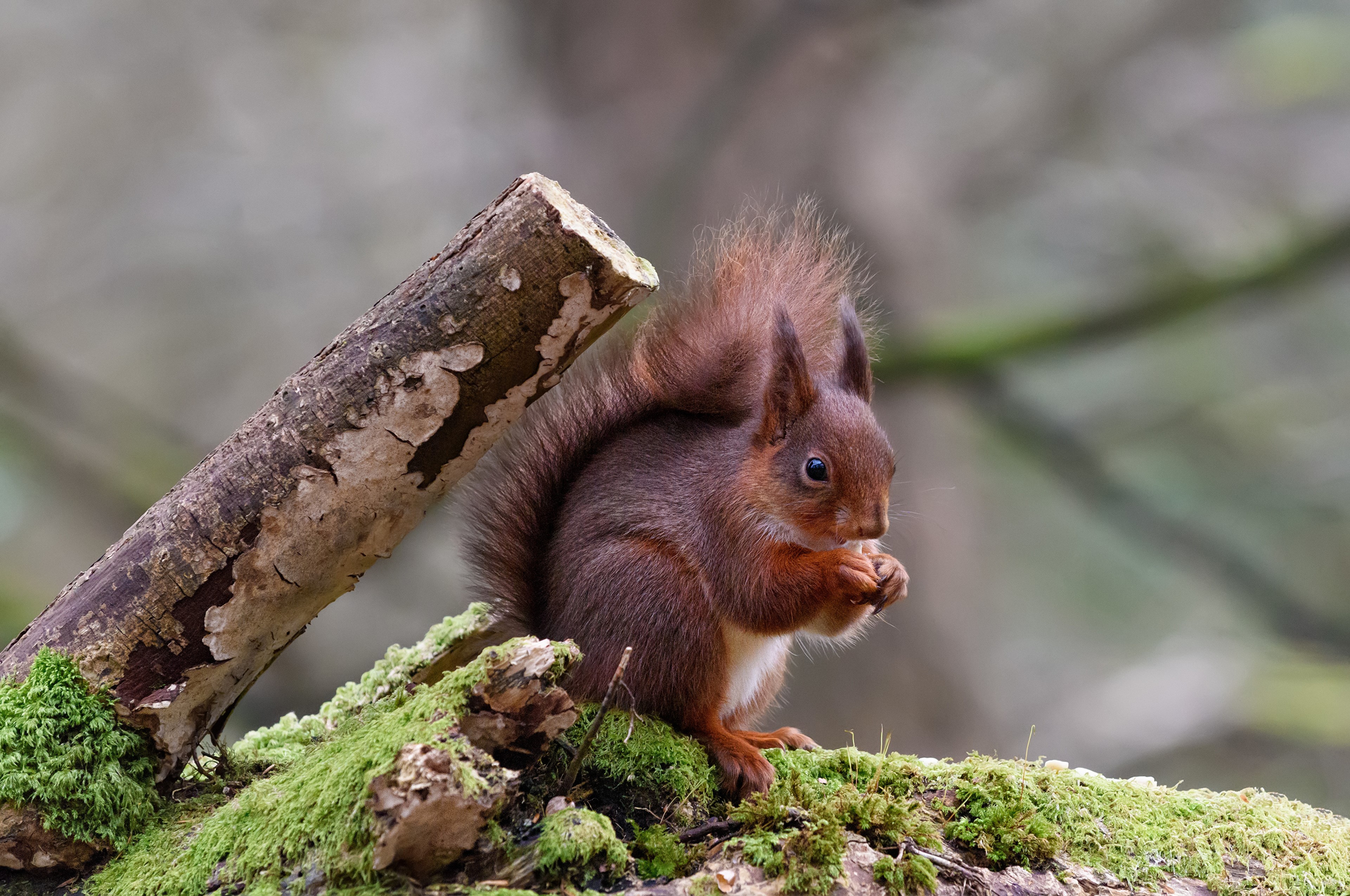 4K Squirrel on Mossy Forest Log HD Wallpaper