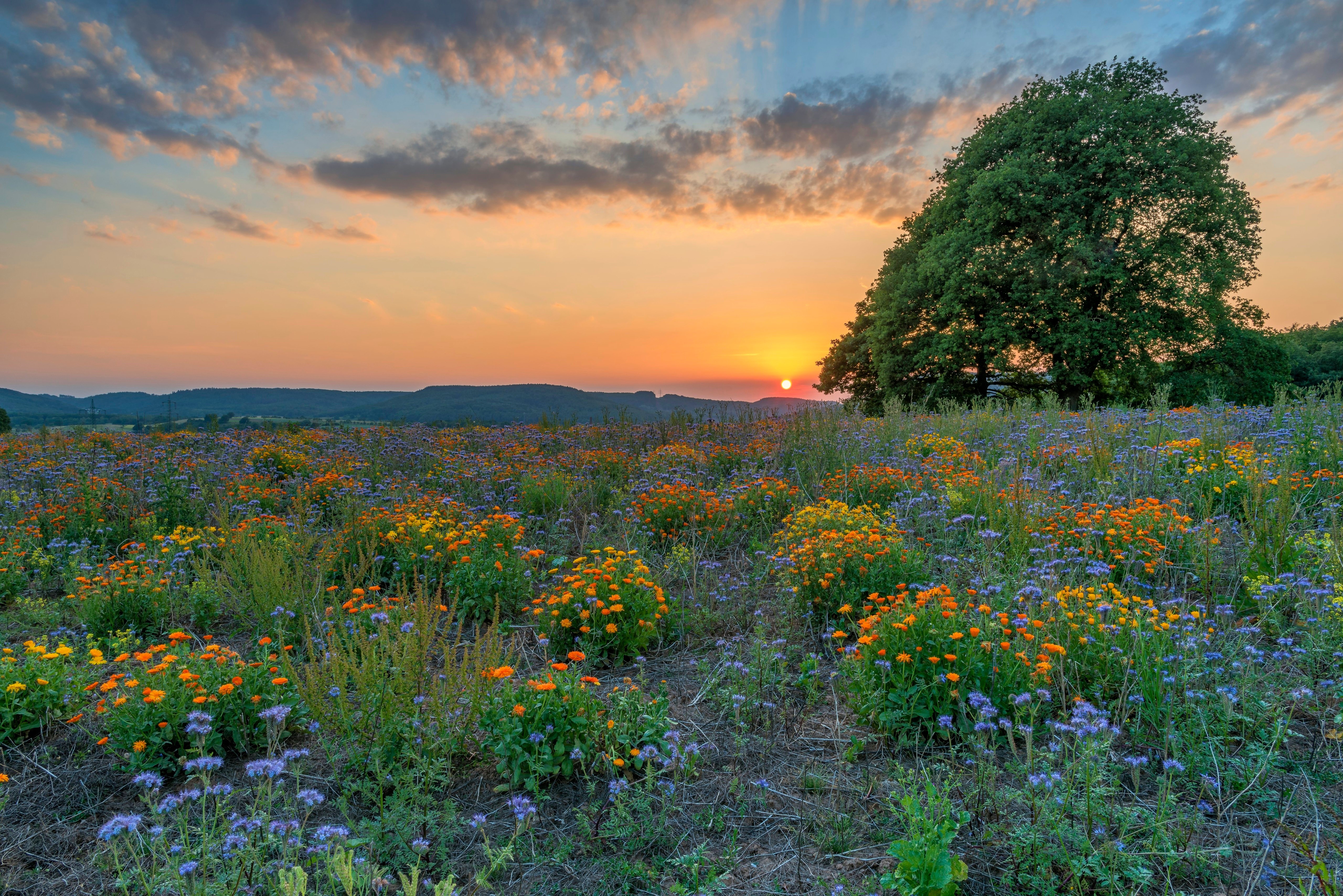 Sunset Over Klausen Fields in Germany HD Wallpaper