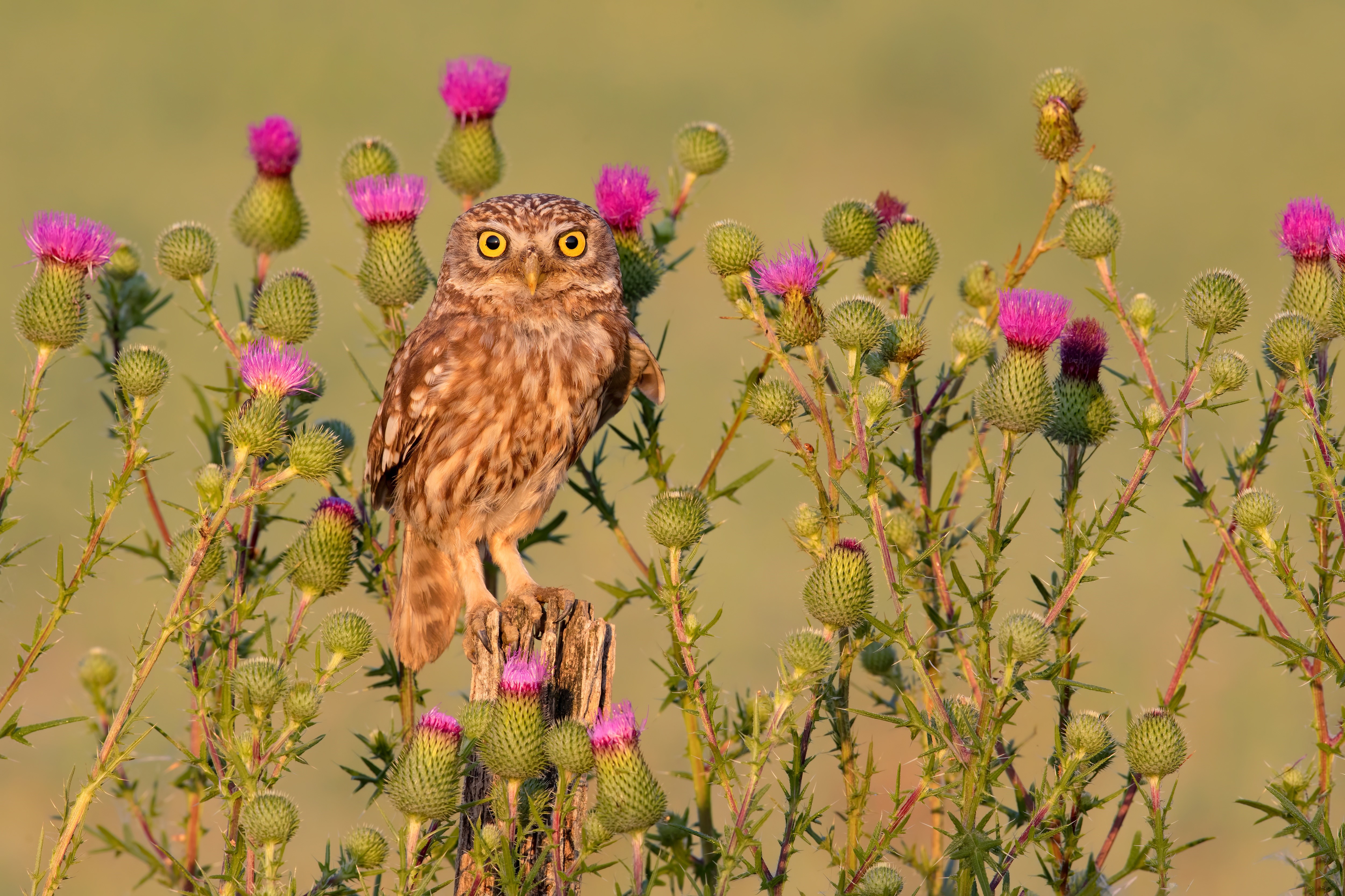 Little owl perched on a stump surrounded by thistles HD Wallpaper