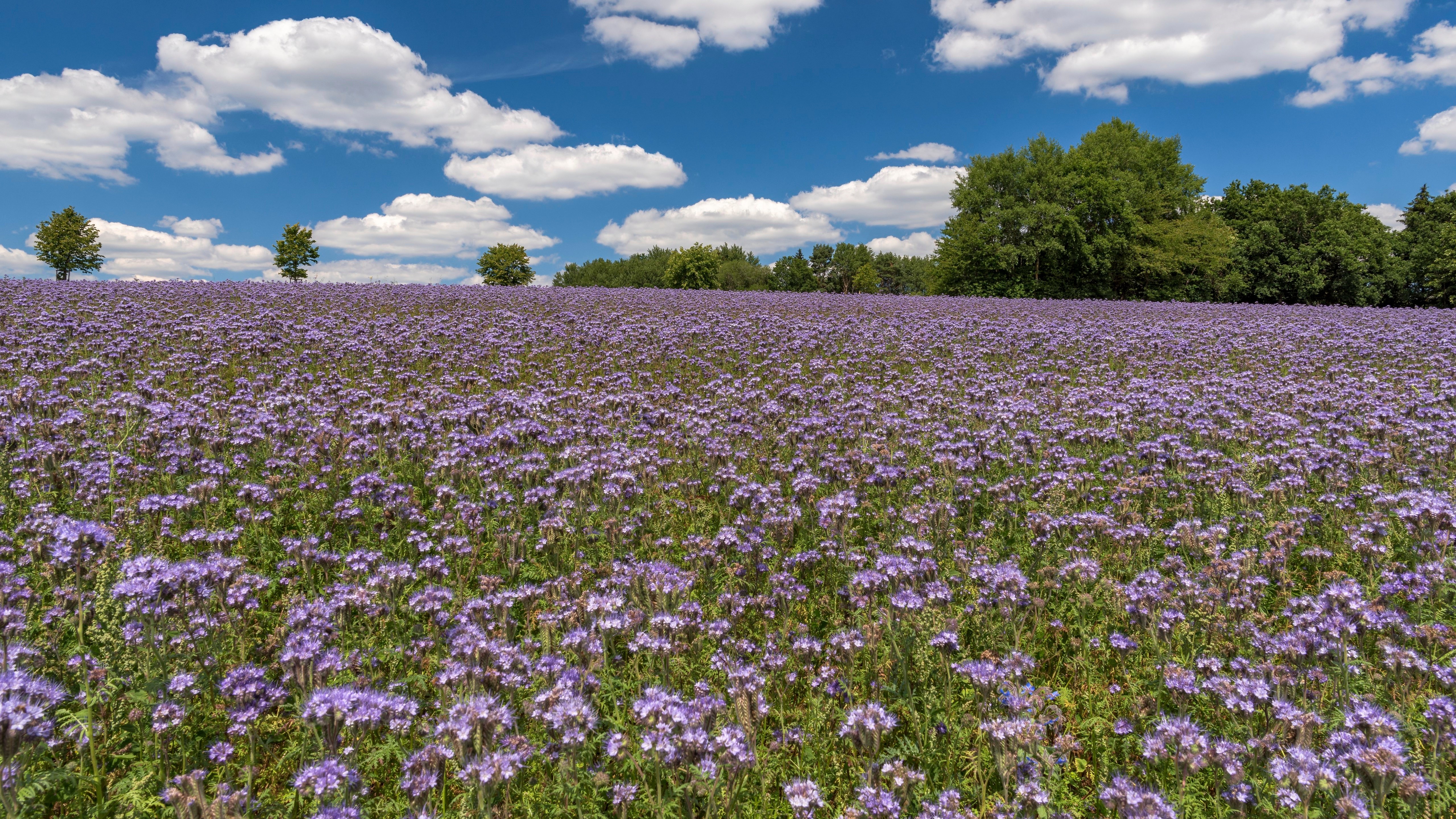 Field of purple phacelia flowers in Germany under a cloudy sky HD Wallpaper