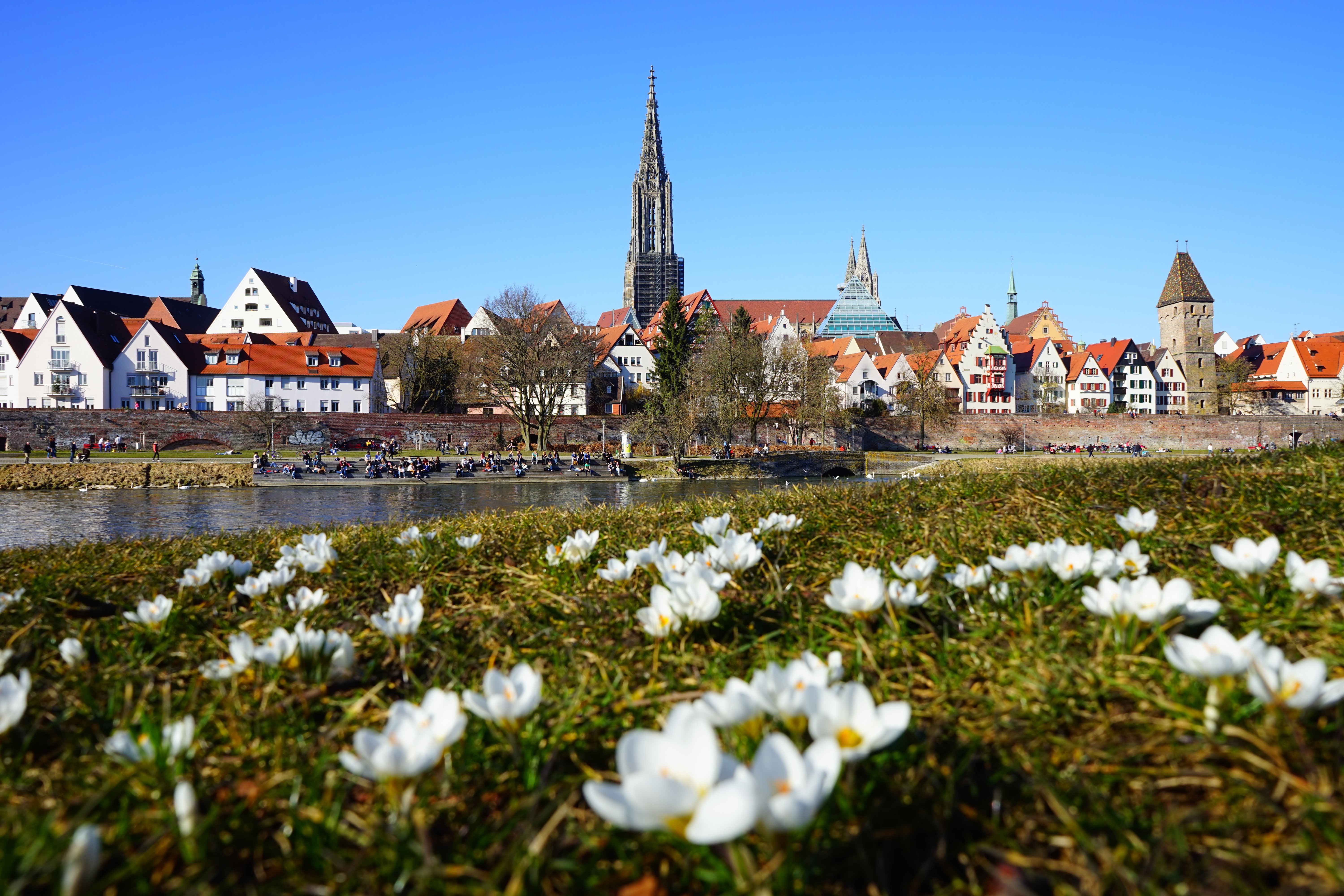 Ulm Minster and city skyline with crocuses in the foreground HD Wallpaper