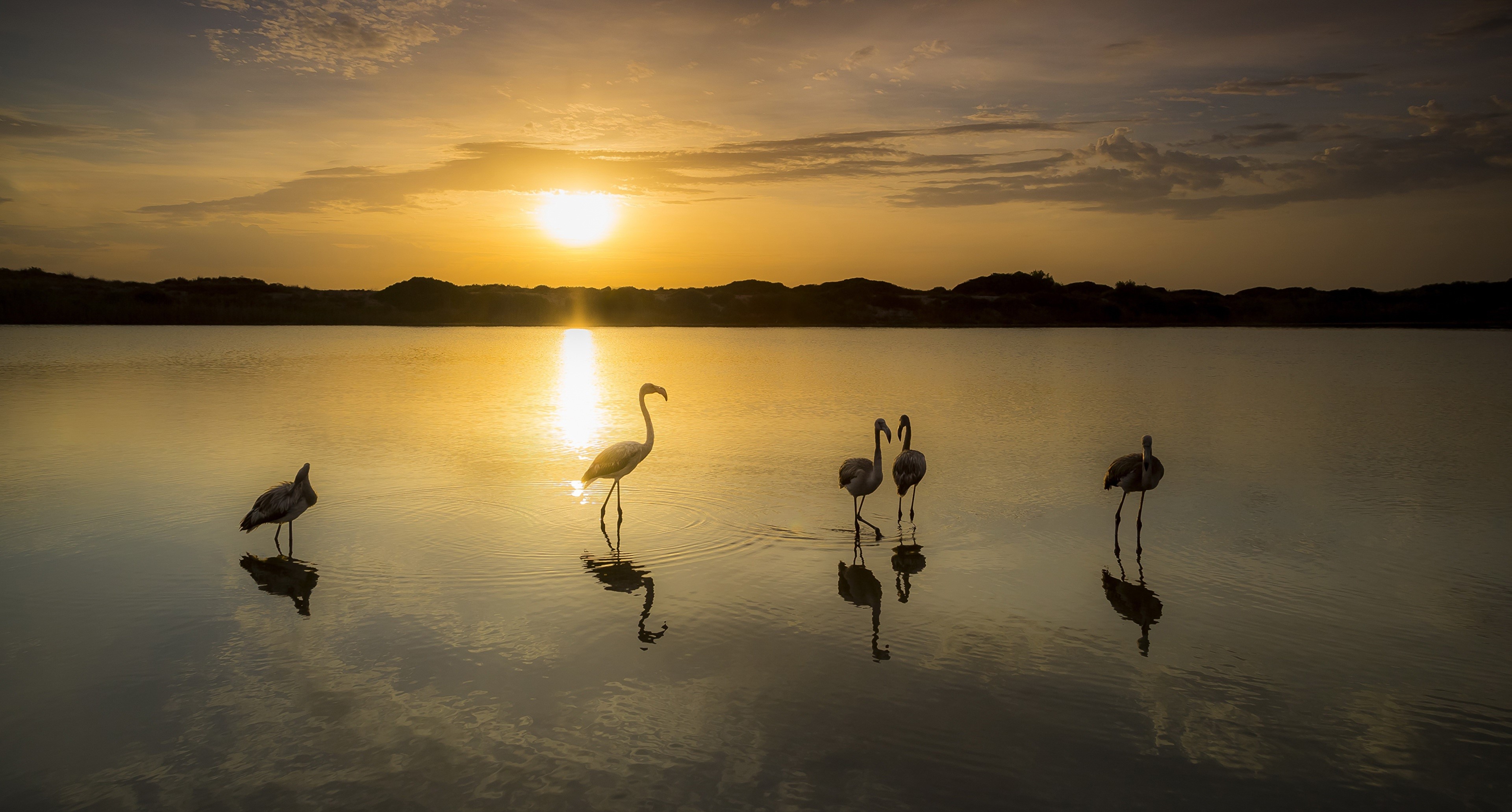 Flamingos and bird in lake at sunset HD Wallpaper