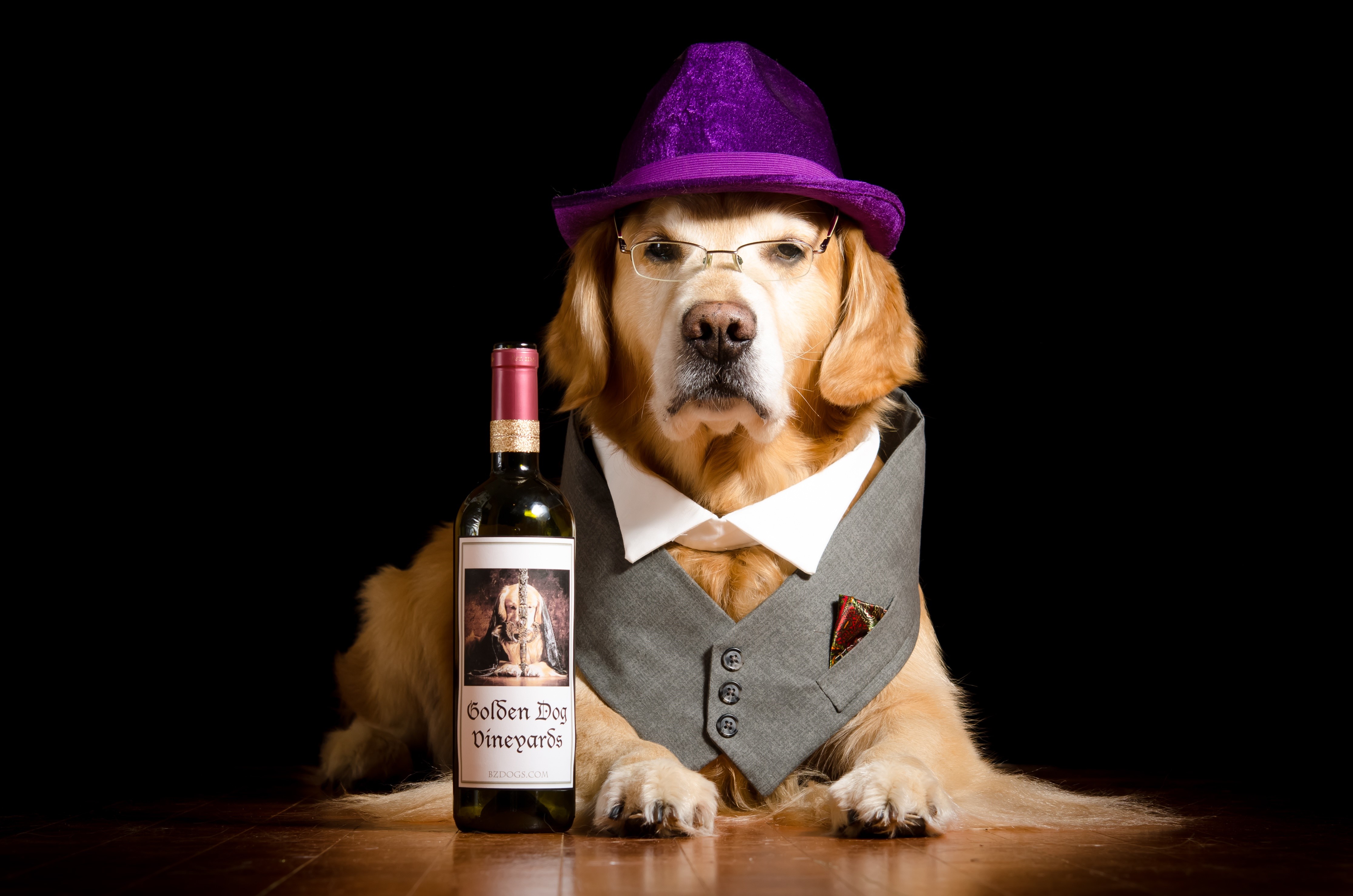 Golden Dog Vineyards Golden Retriever with Wine Bottle HD Wallpaper