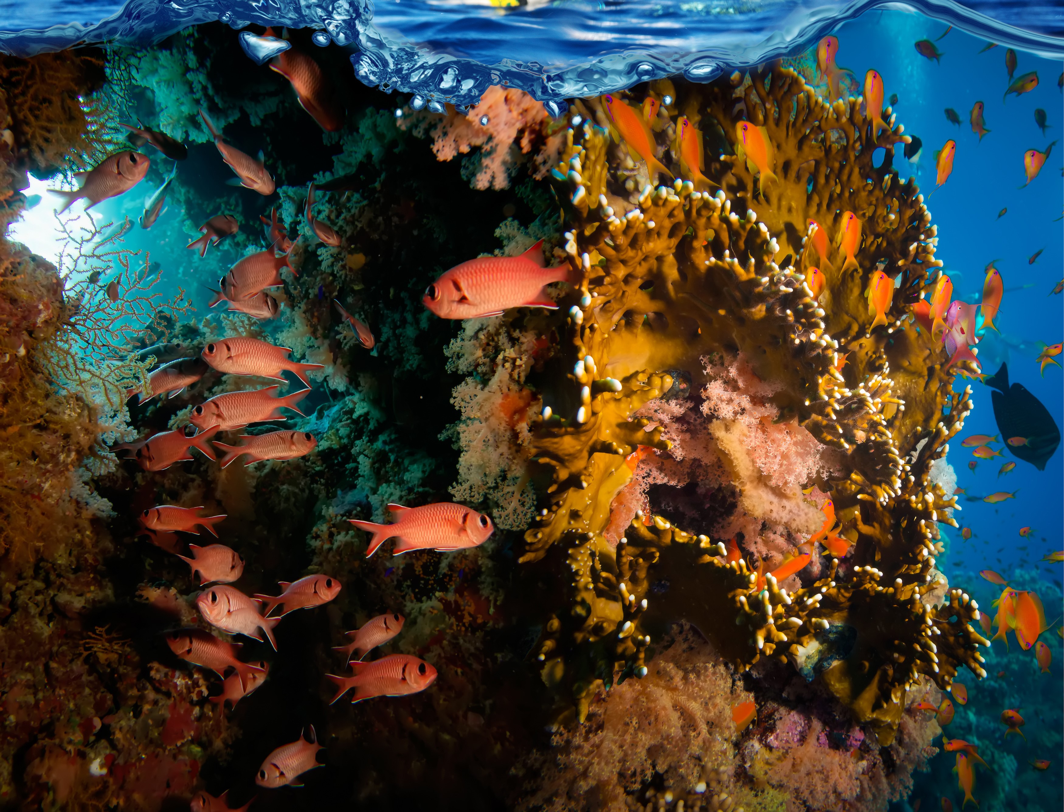 Underwater coral reef with various fish species HD Wallpaper