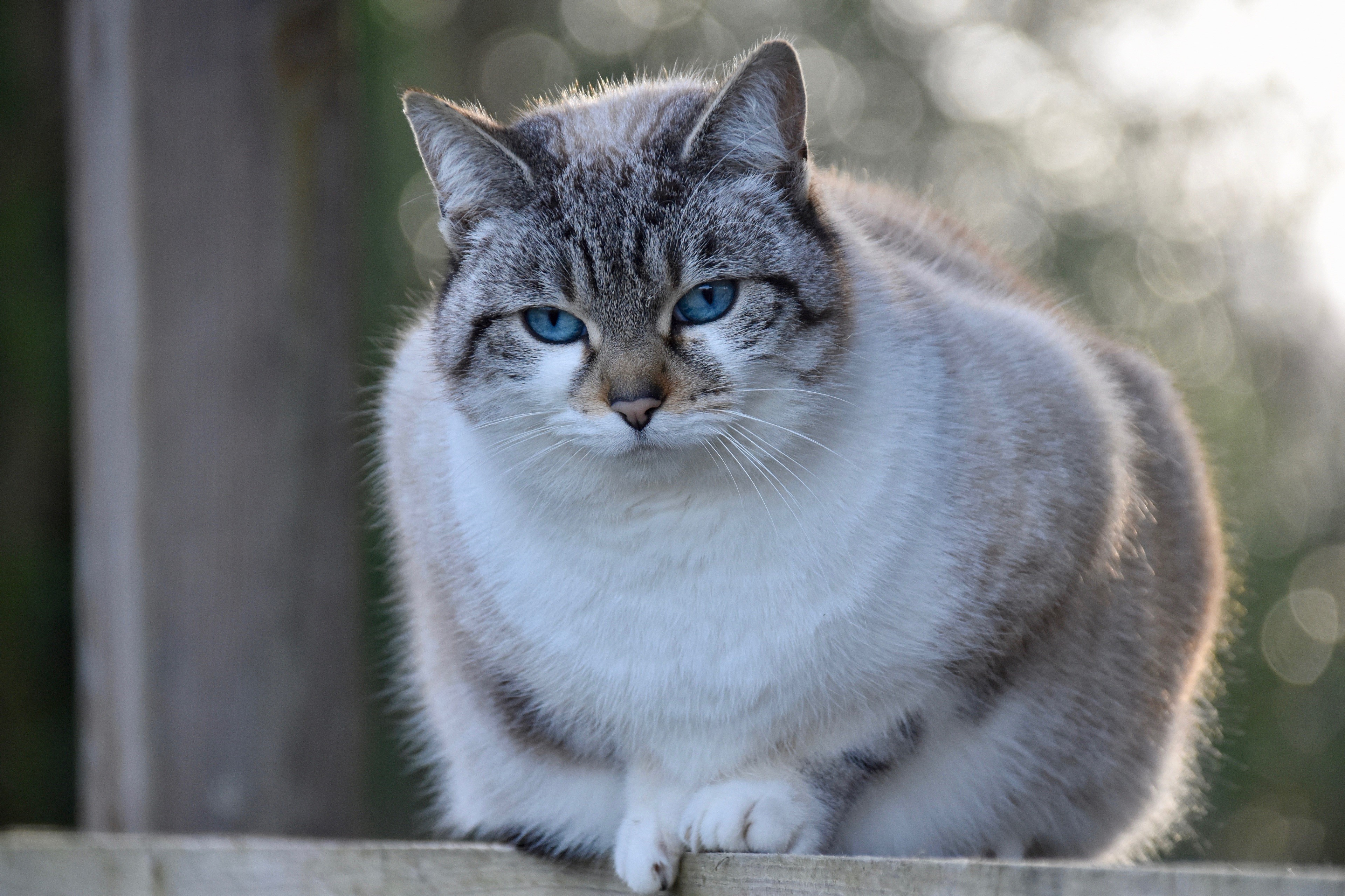 Burmilla cat with blue eyes sitting on a fence HD Wallpaper