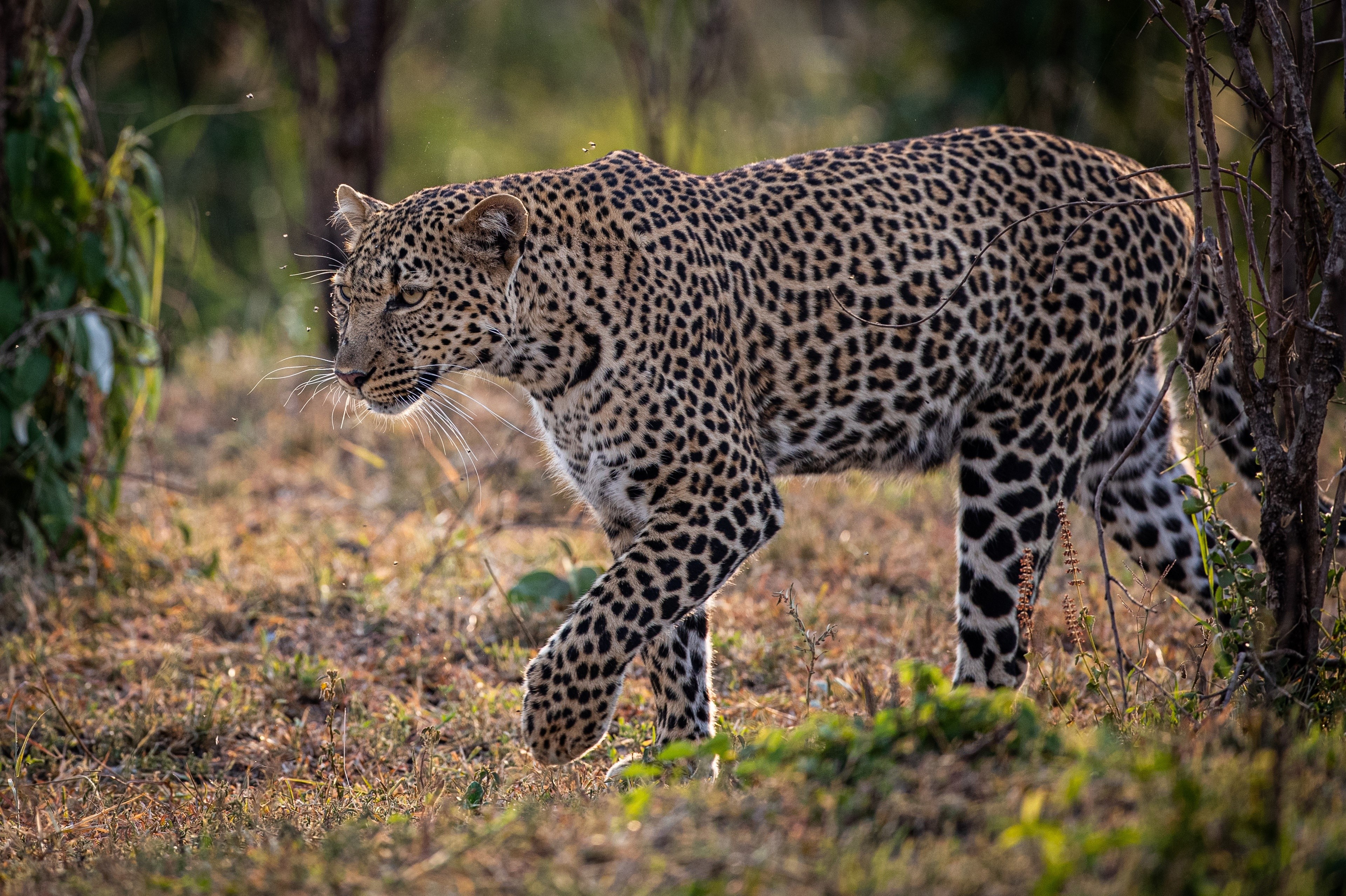 Leopard walking in a forest HD Wallpaper