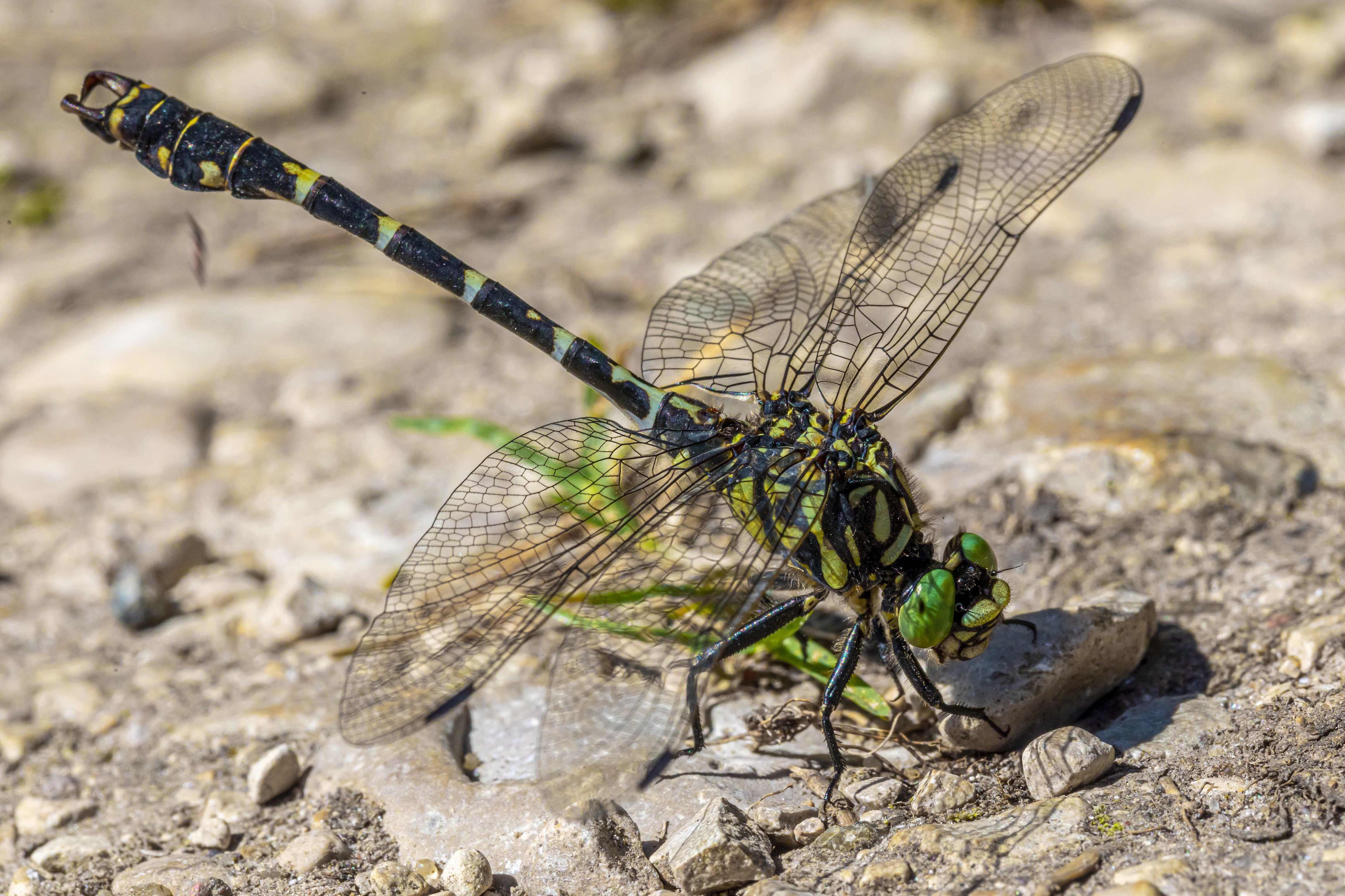 Dragonfly with green eyes on rocky ground HD Wallpaper