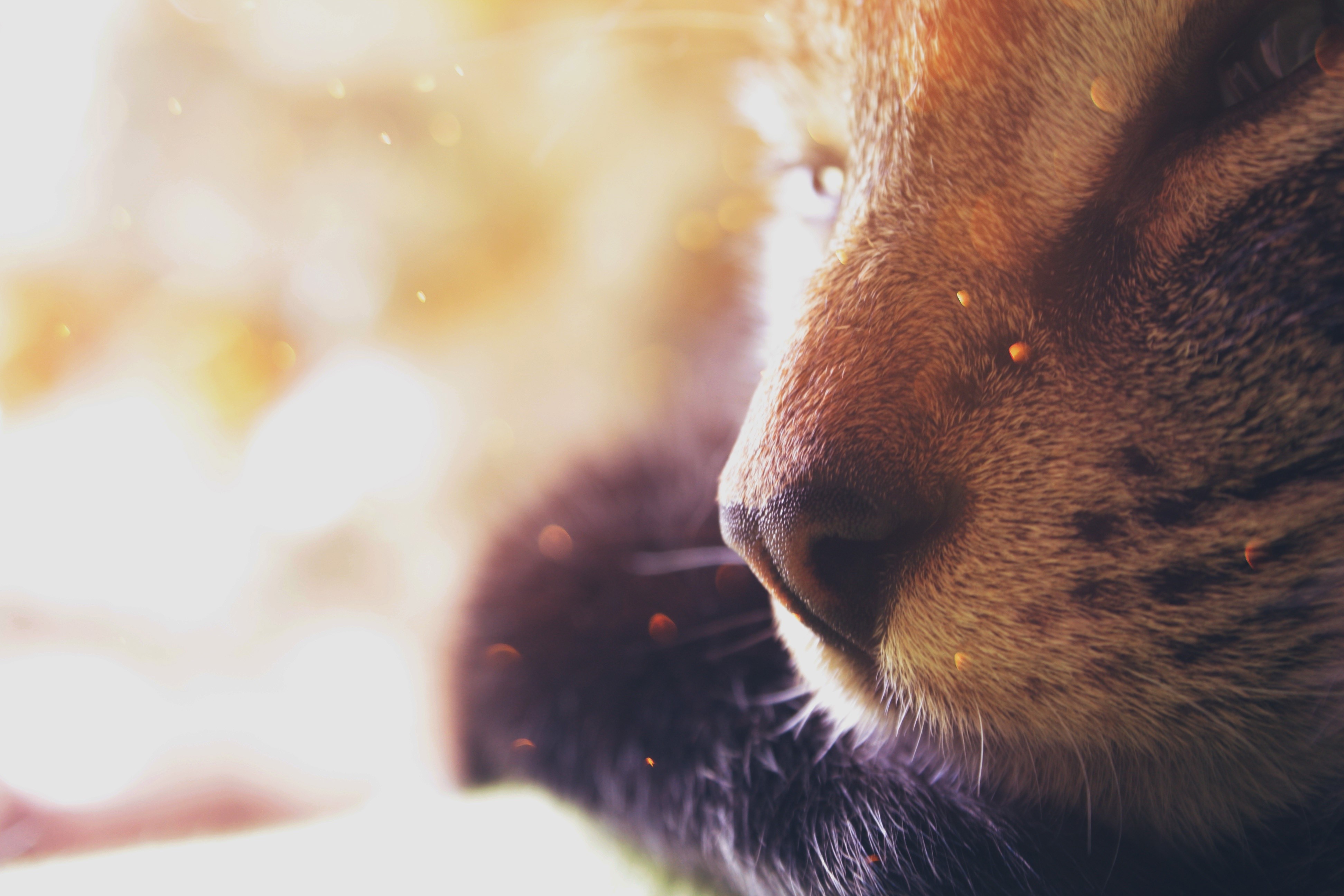 4K Closeup of a Cat's Nose with Bokeh HD Wallpaper