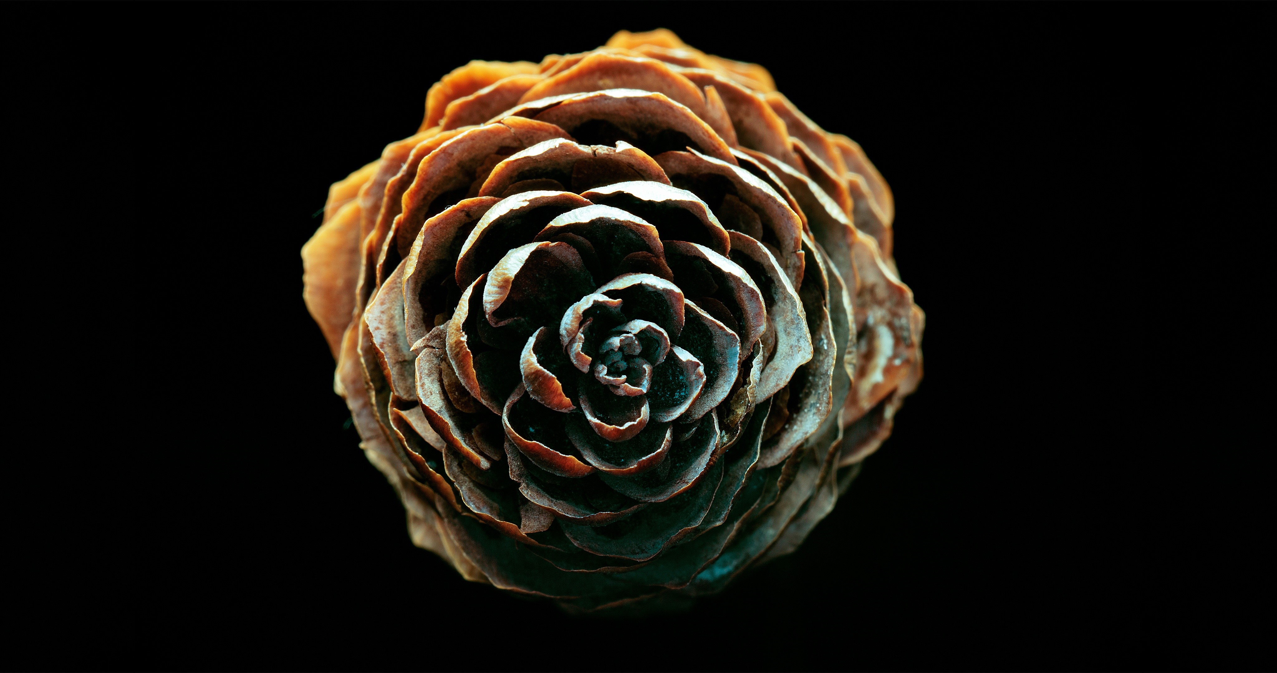 4K closeup of a pine cone on black background HD Wallpaper