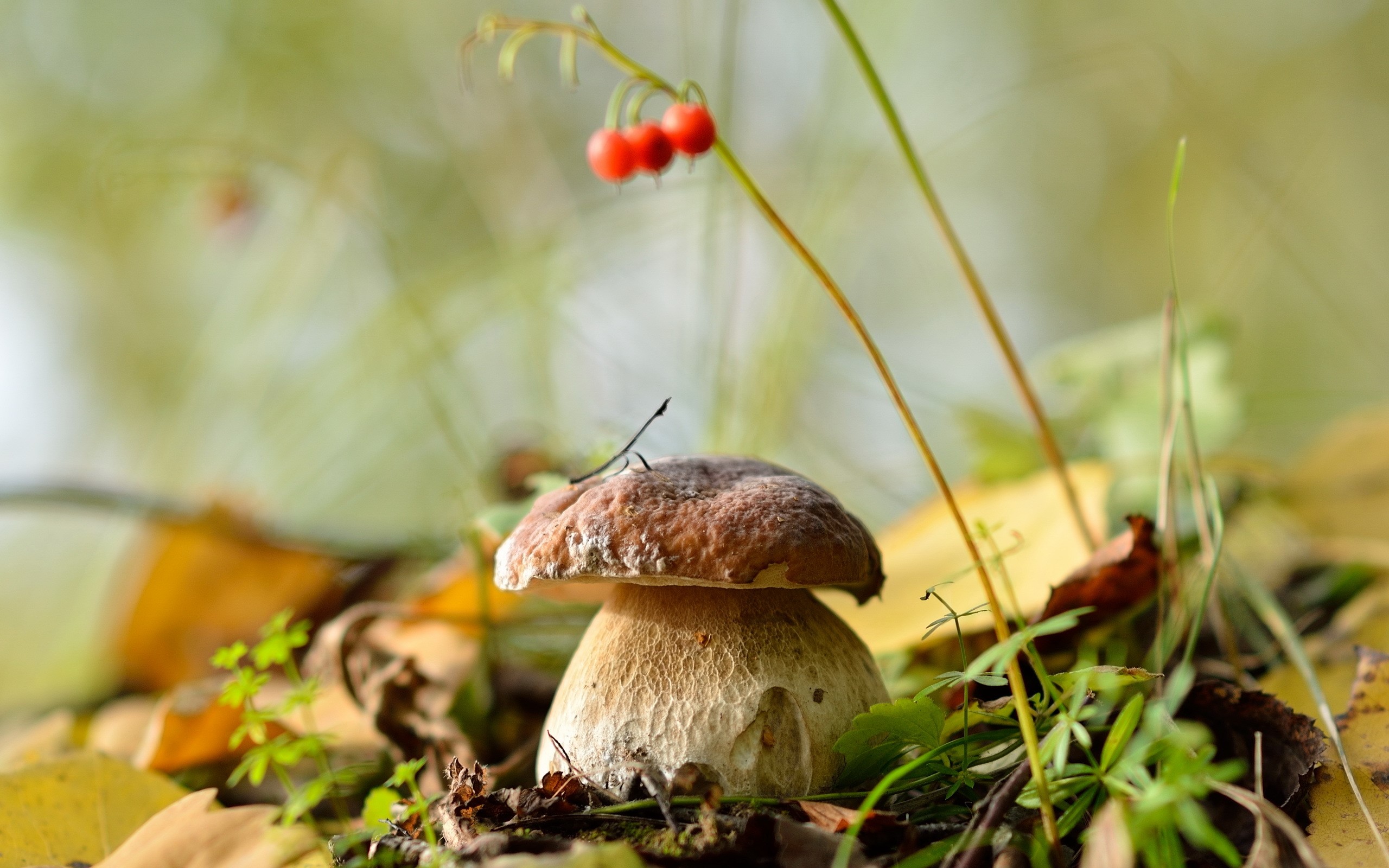 Penny bun mushroom with red berries and autumn leaves HD Wallpaper