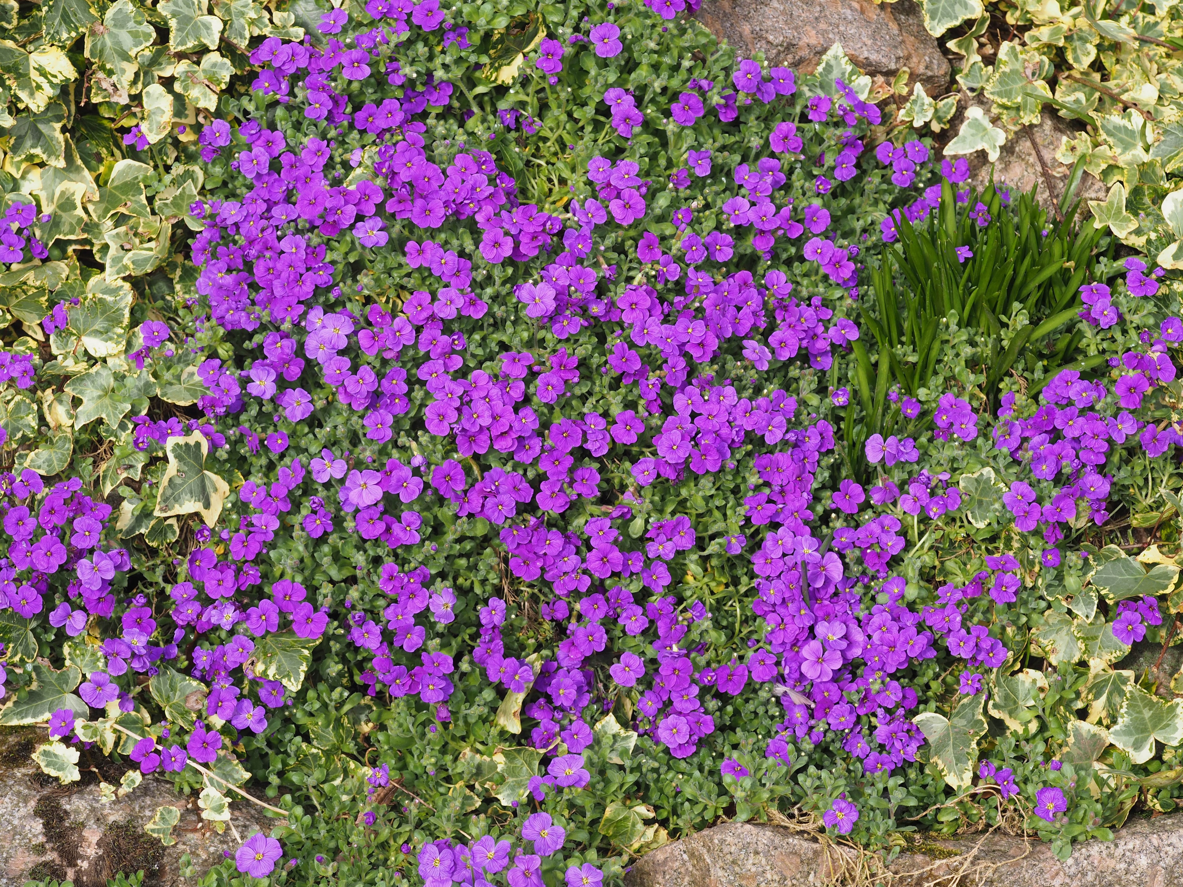 4K Aubretia Flowers HD Wallpaper