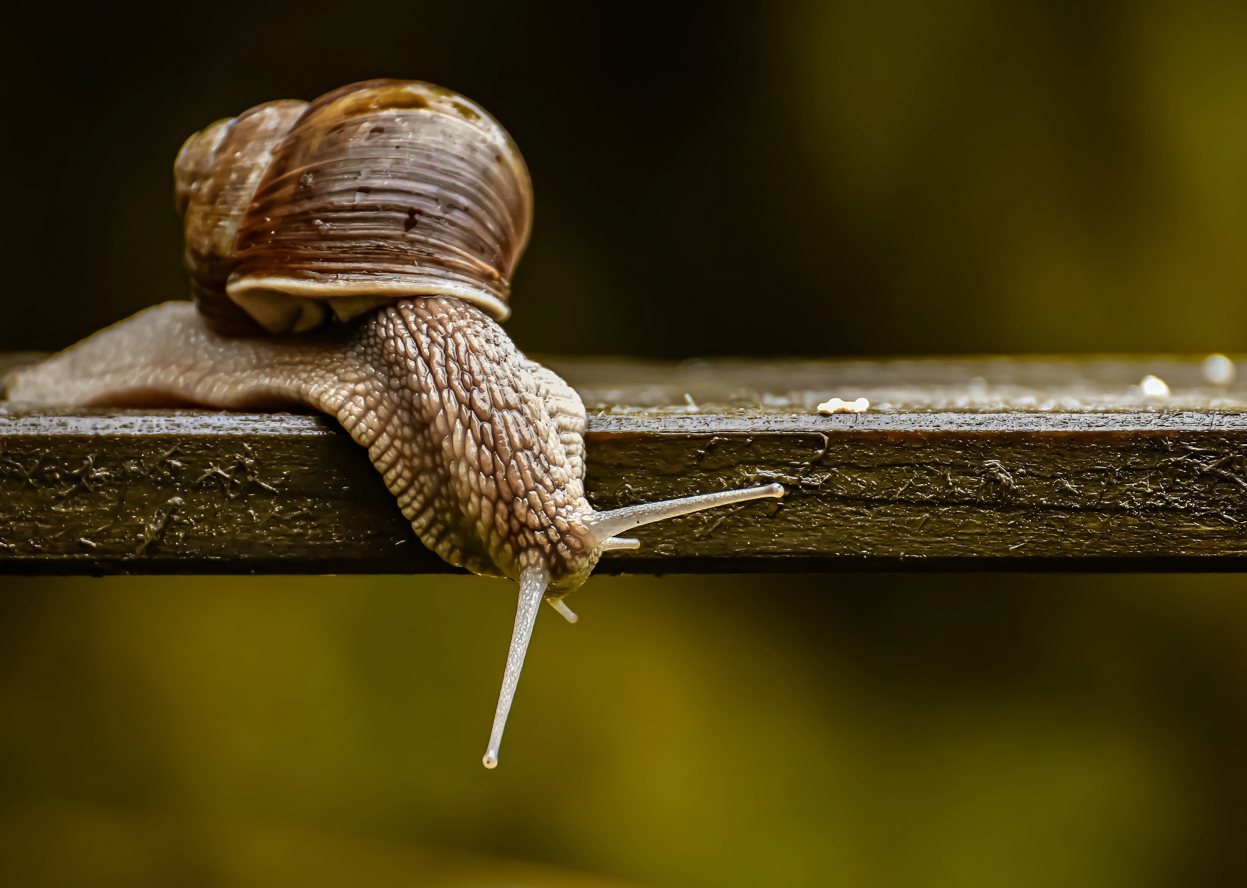 Snail on a wooden plank, closeup HD Wallpaper