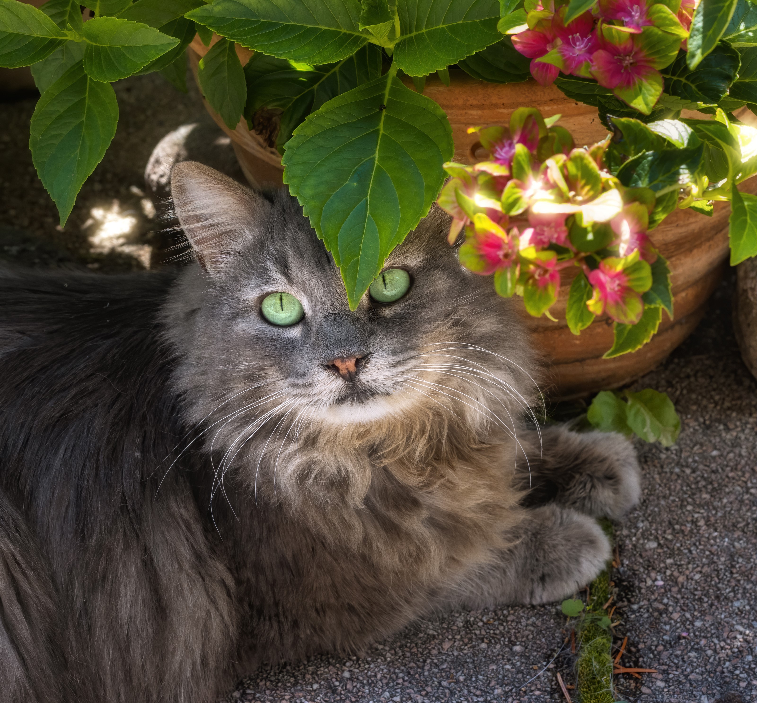 Grey cat with green eyes under leaves HD Wallpaper