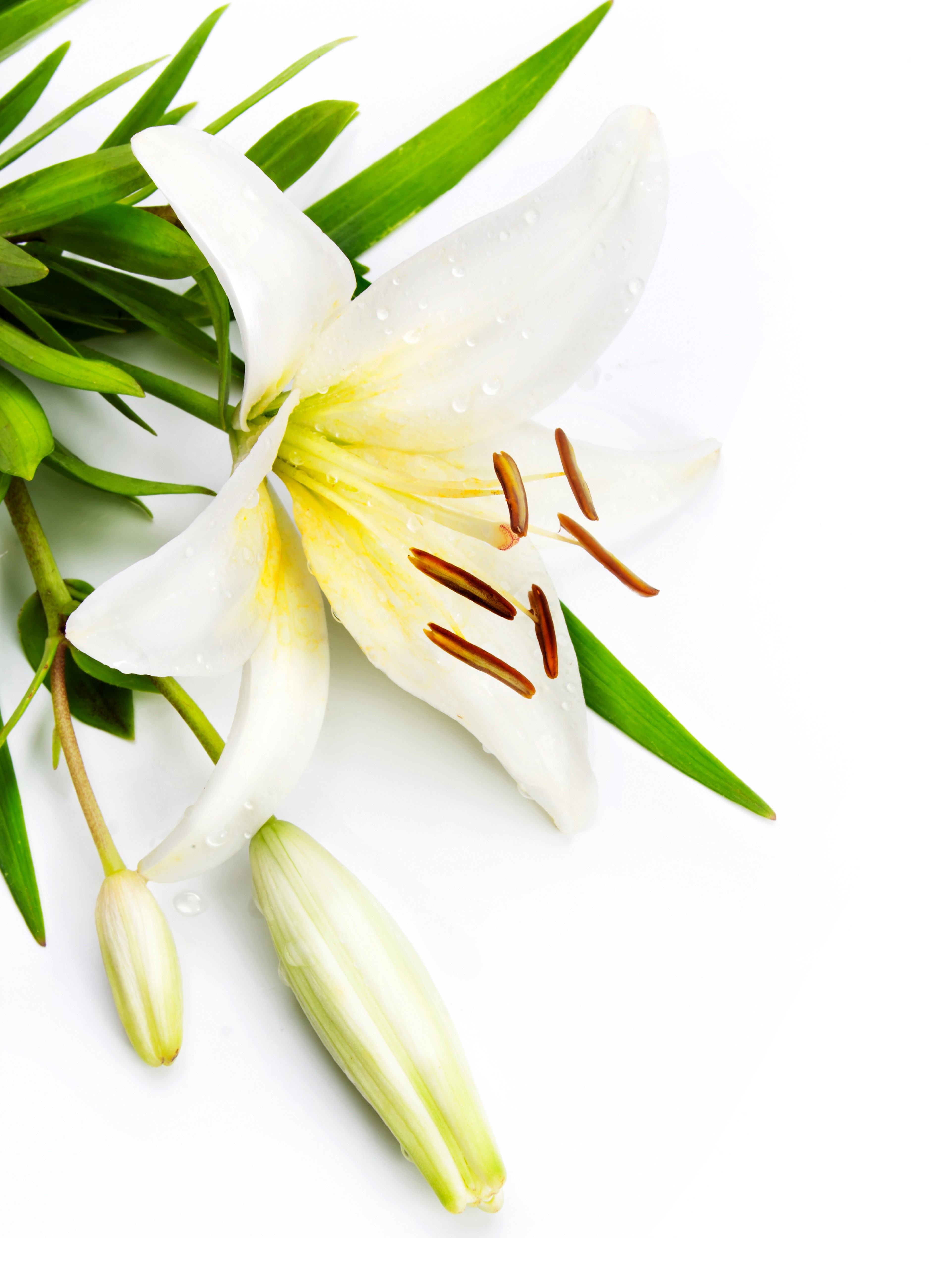 White lily flower with buds and green leaves HD Phone Wallpaper