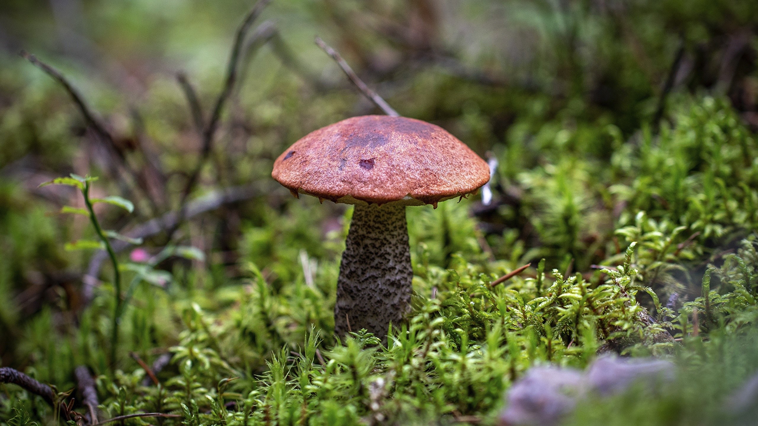 A single mushroom growing in mossy forest floor HD Wallpaper