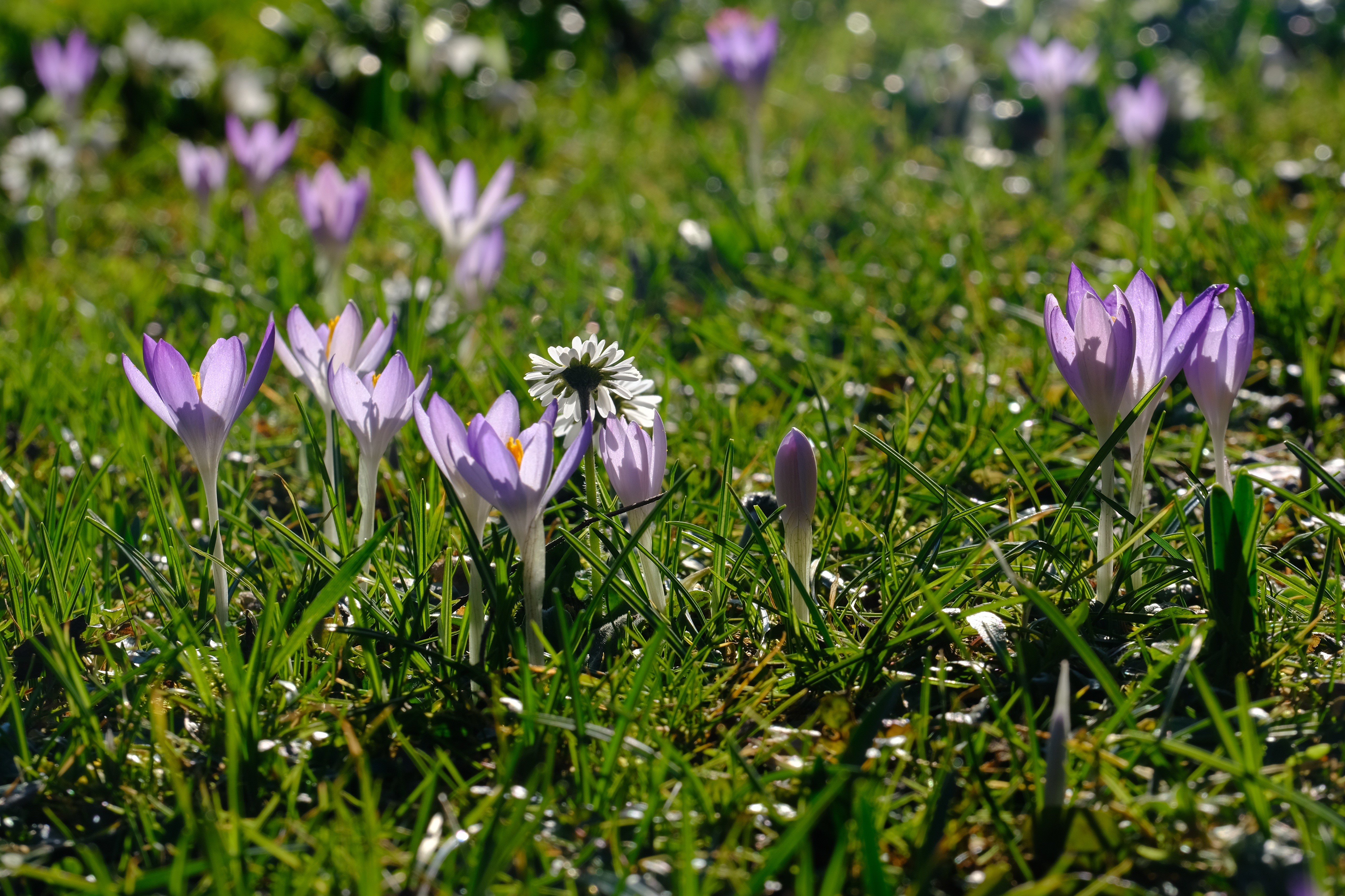 Spring Crocuses in Green Grass HD Wallpaper