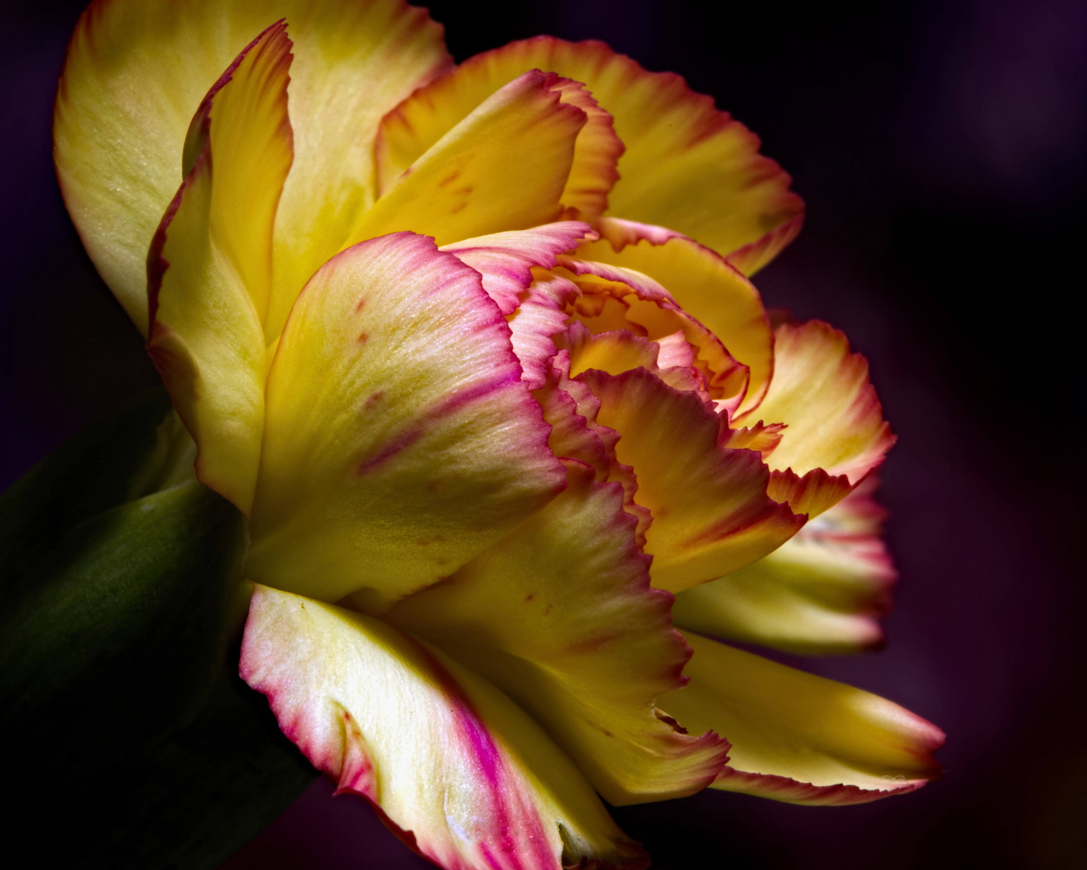 Yellow and pink carnation flower close-up HD Wallpaper