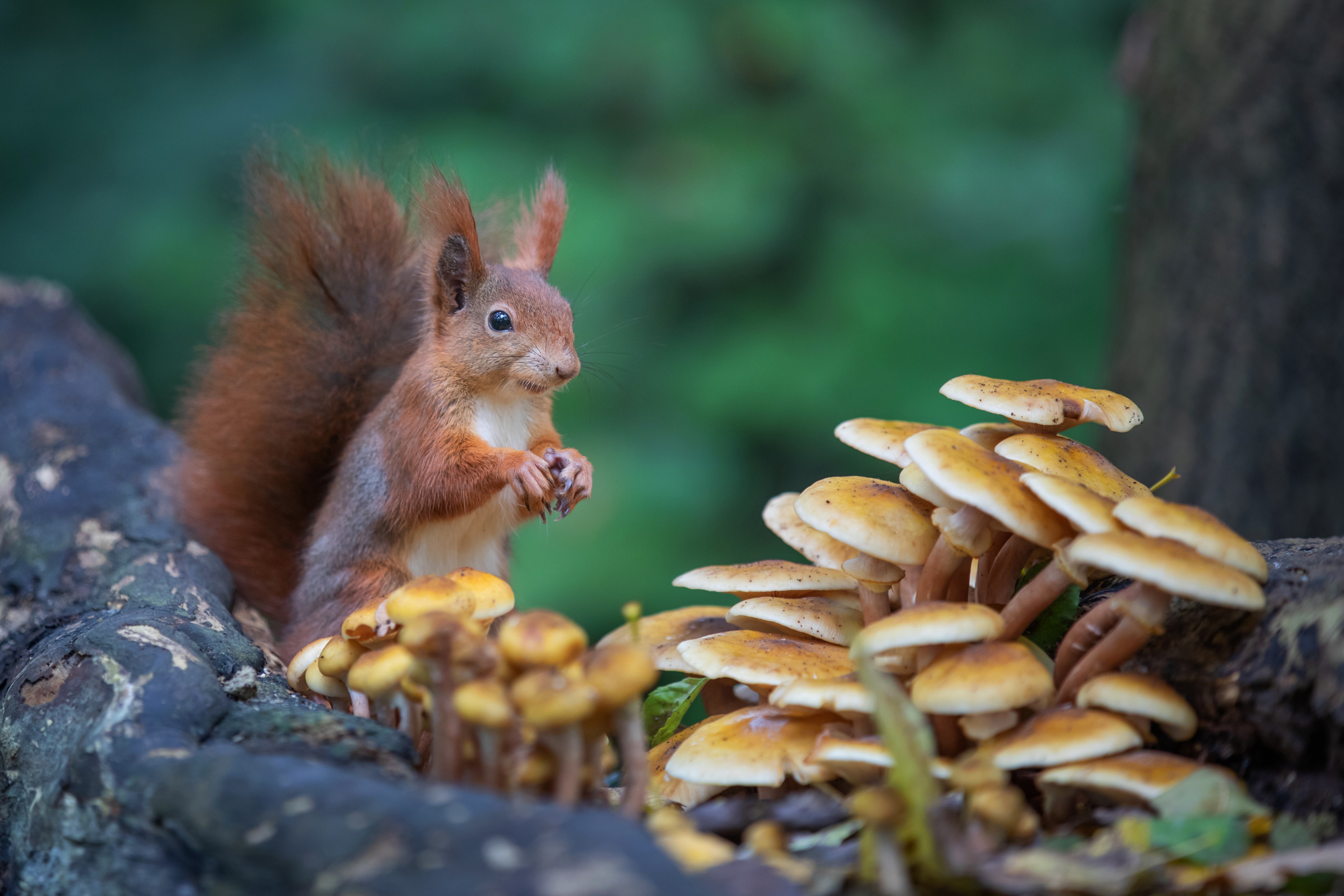 Squirrel near mushrooms in forest HD Wallpaper