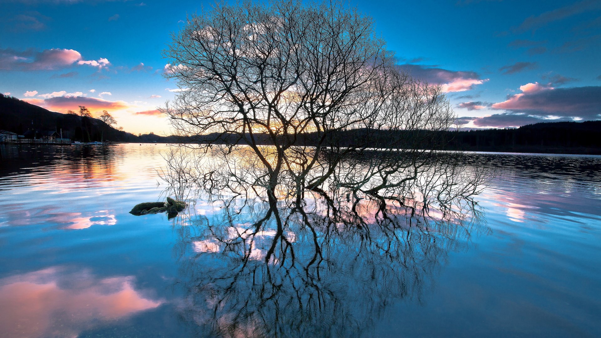 Bare tree reflecting in a lake at sunset HD Wallpaper