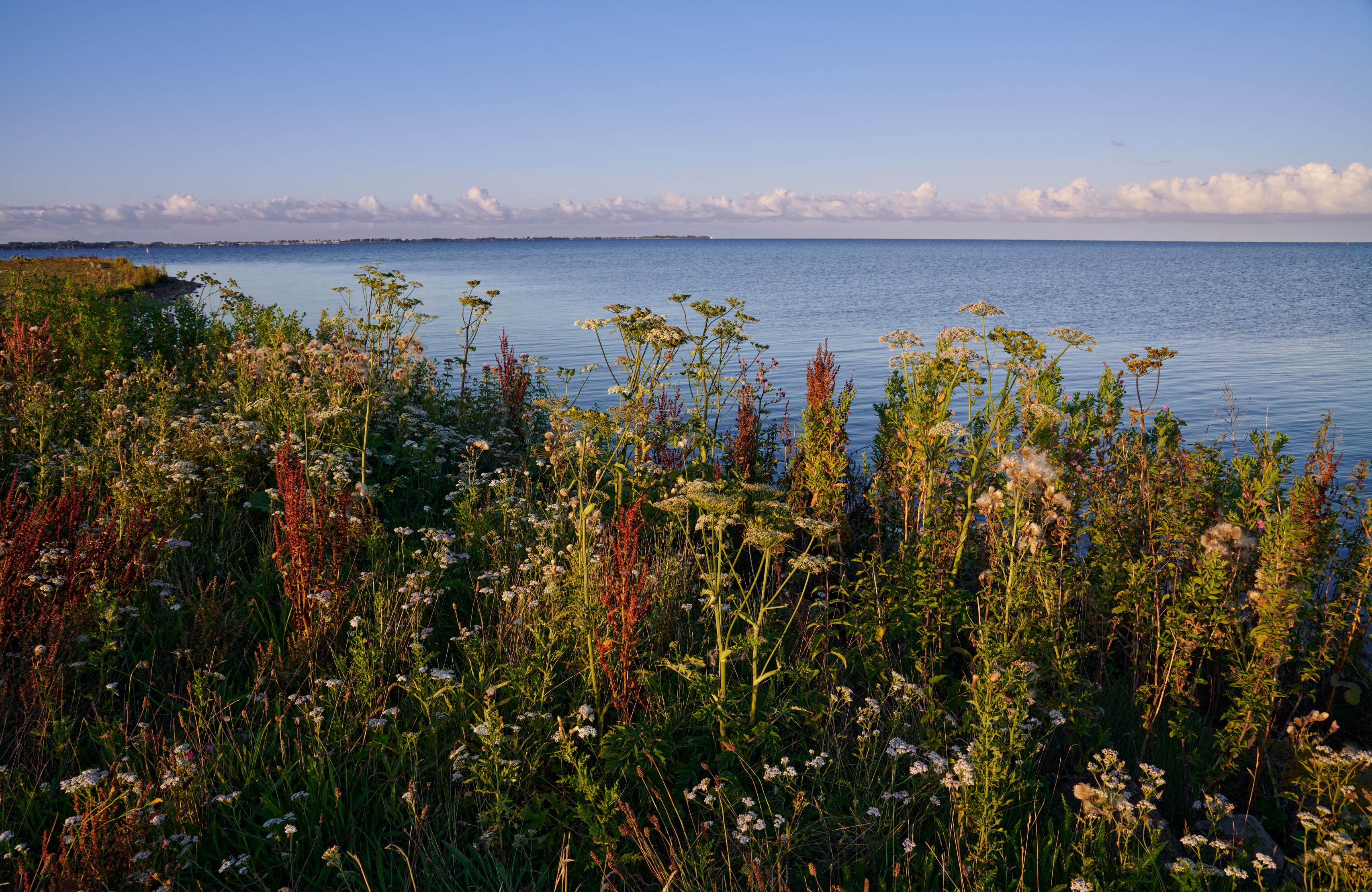 Wildflowers and grasses on the coast of Schardam, Netherlands HD Wallpaper