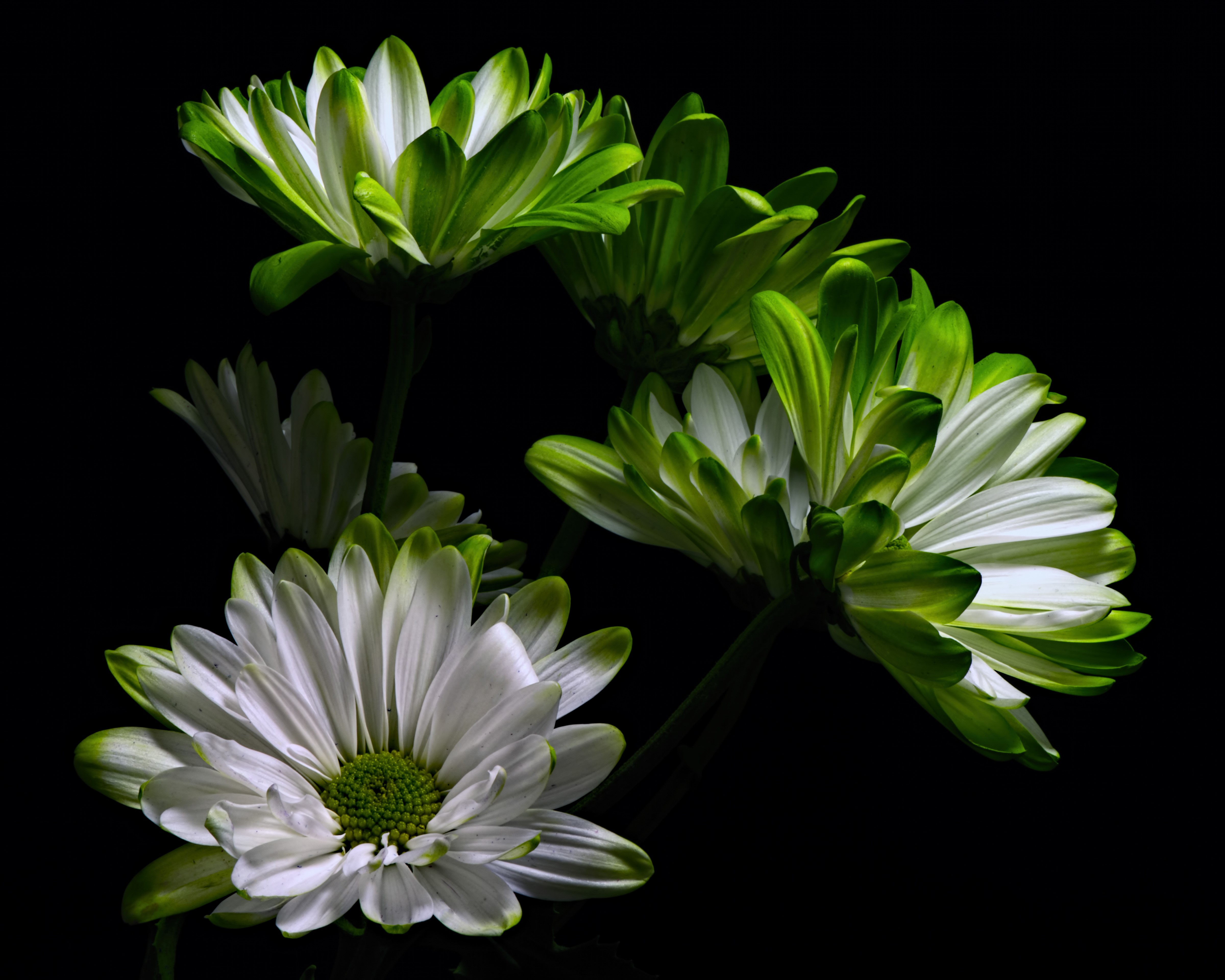 Chrysanthemums with green tips on black background HD Wallpaper